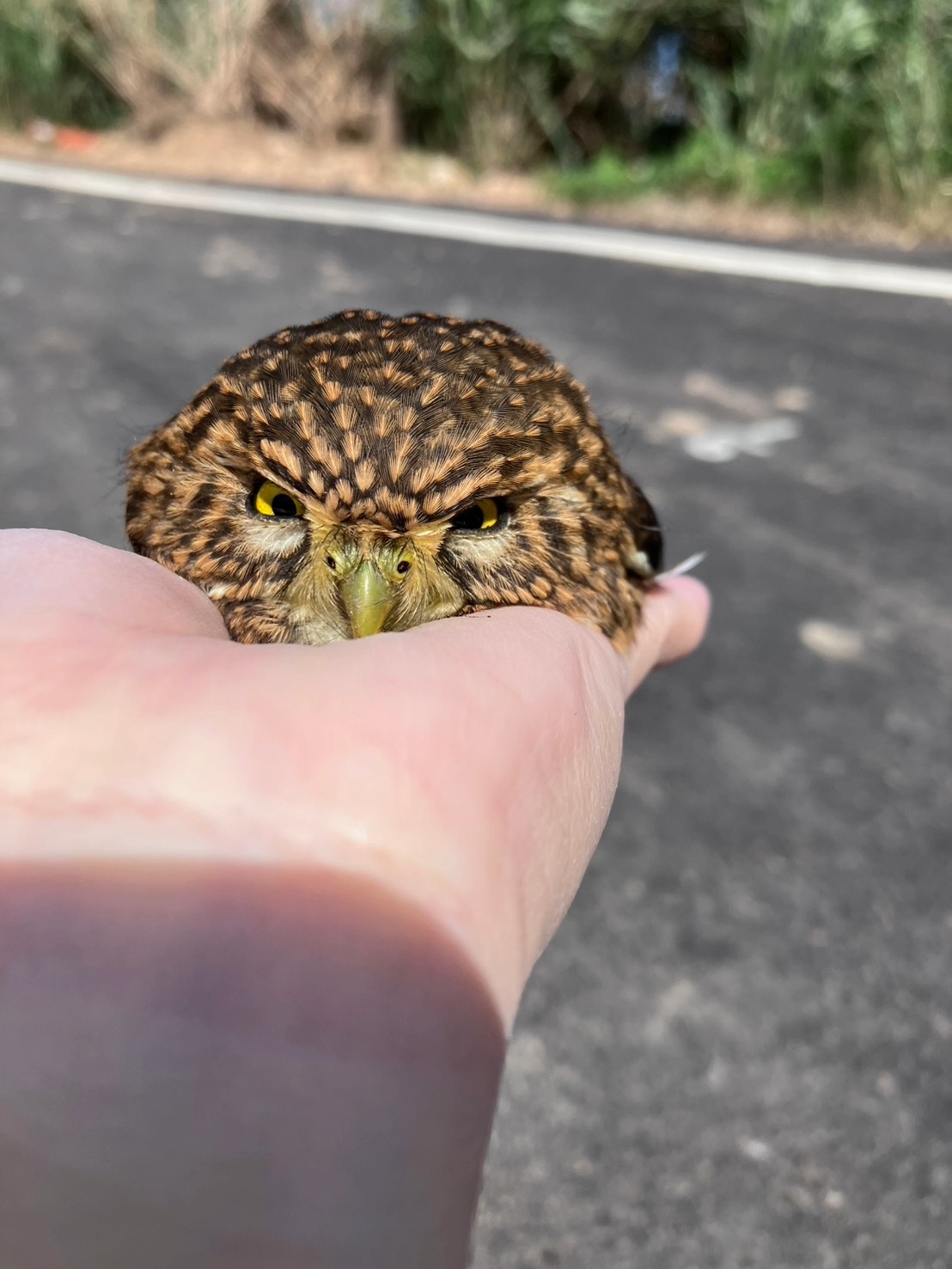 圓滾滾長像憤怒鳥模樣迷你貓頭鷹