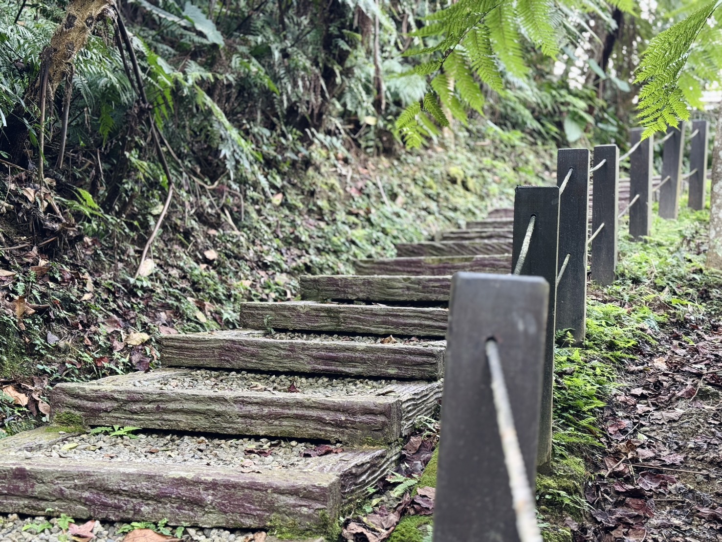 沿著桐花步道緩步而行，走進自然節奏，遇見山林裡流動的樂音。