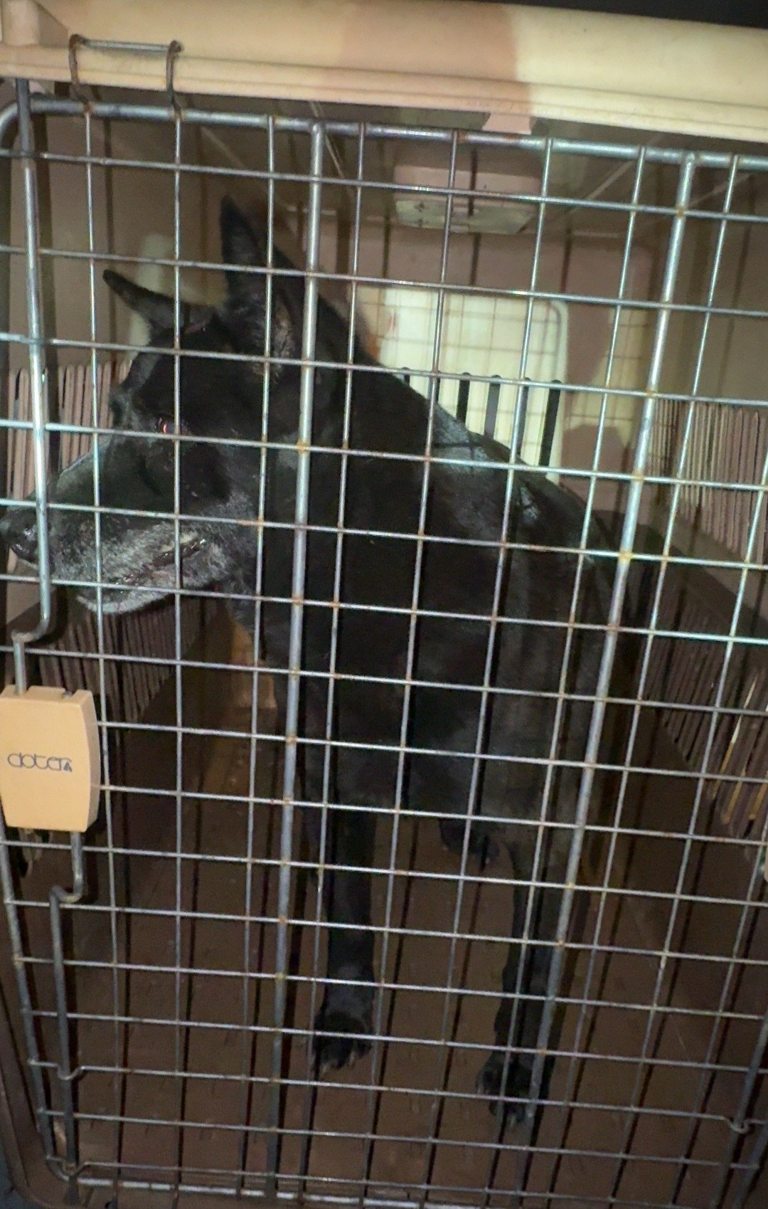  送回毛寶貝醫療中心