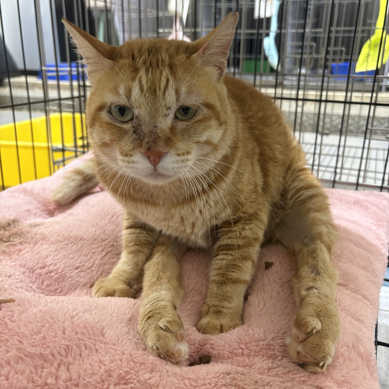 五股動物之家後癱「橘橘」，看到喜歡吃的東西眼睛瞬間變大