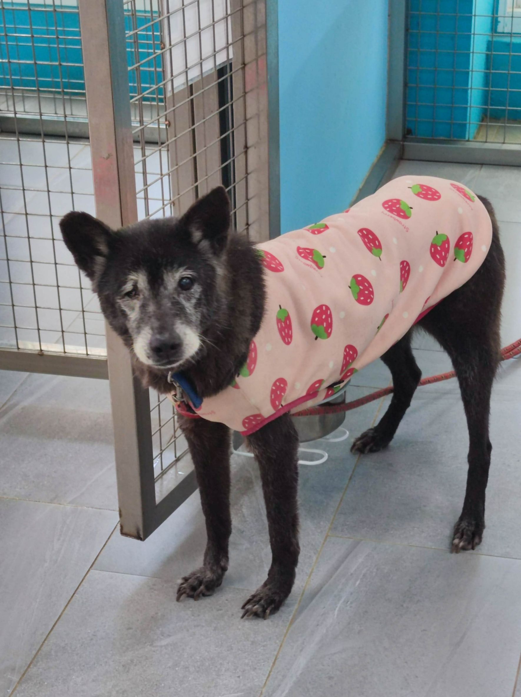 牠叫LILI~本來是一隻很緊張的狗~經過志工姊姊的訓練~現在是隻乖寶寶'