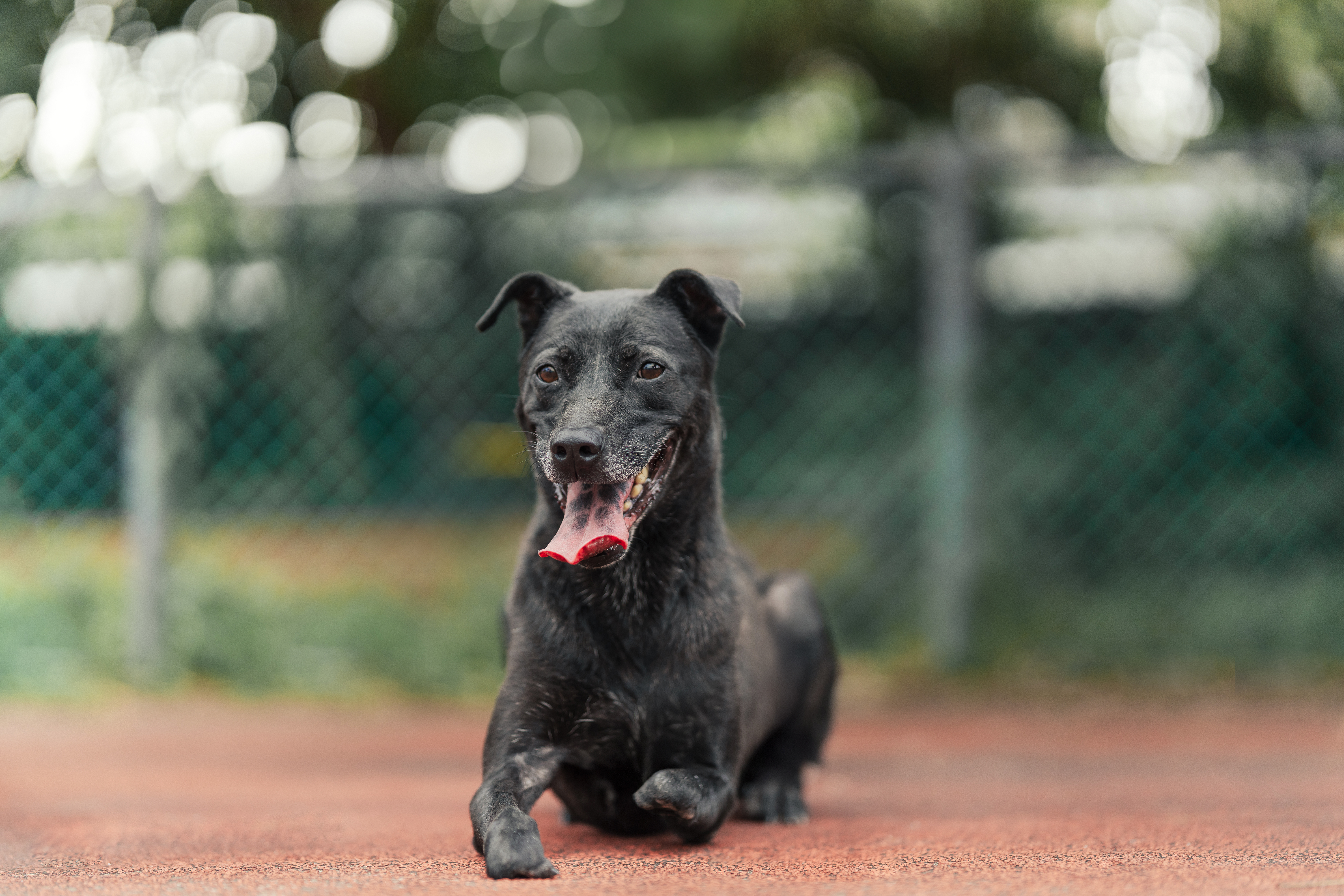 板橋動物之家雙前肢截肢的「抱抱」，仍然開朗、愛撒嬌