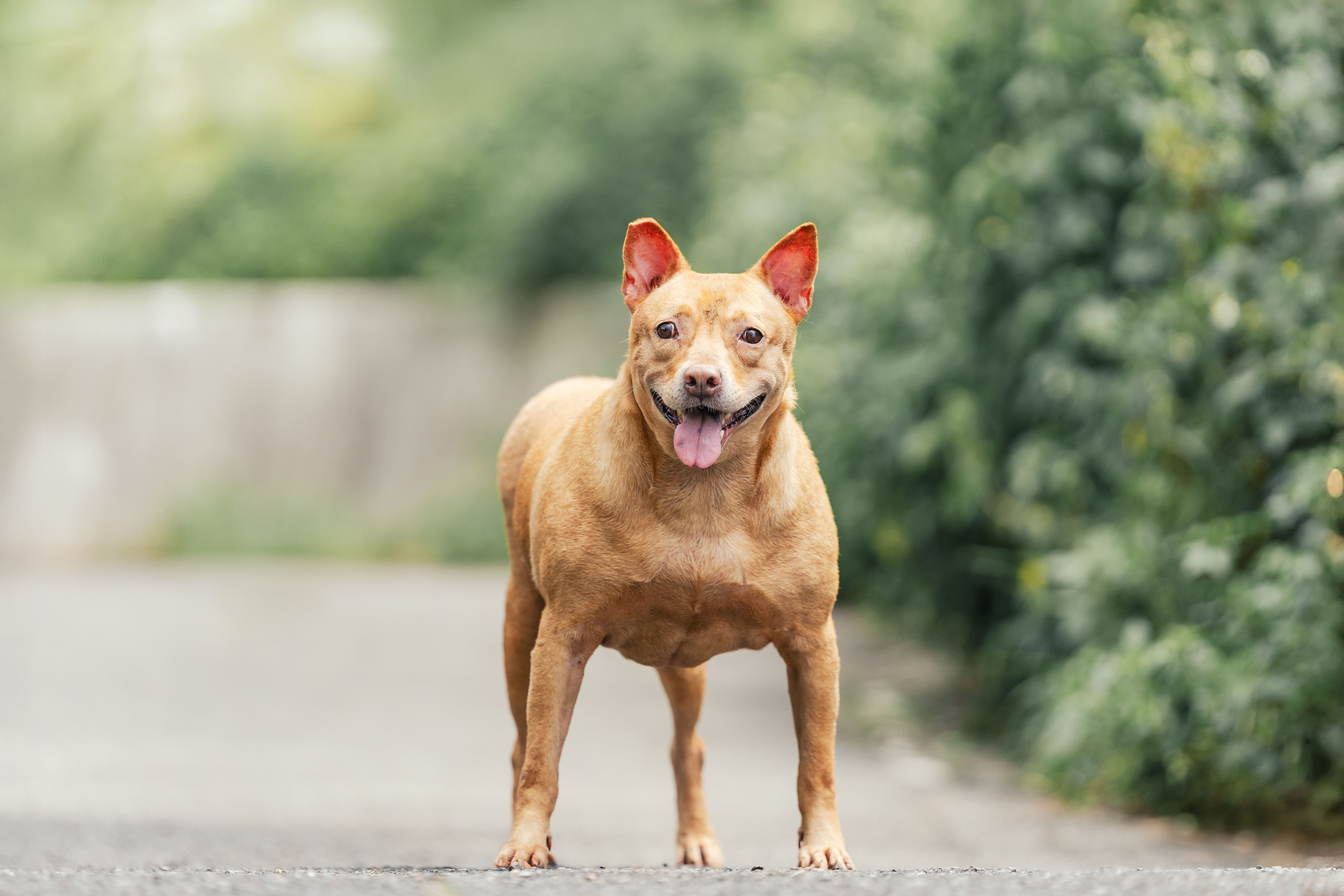 巧吉.親人，疑似之前車禍癱瘓過現在能走