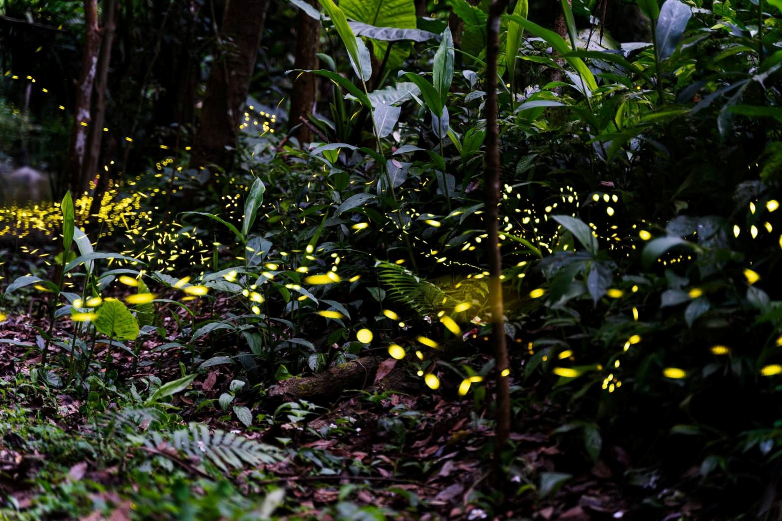 坪林親水吊橋周邊賞螢步道