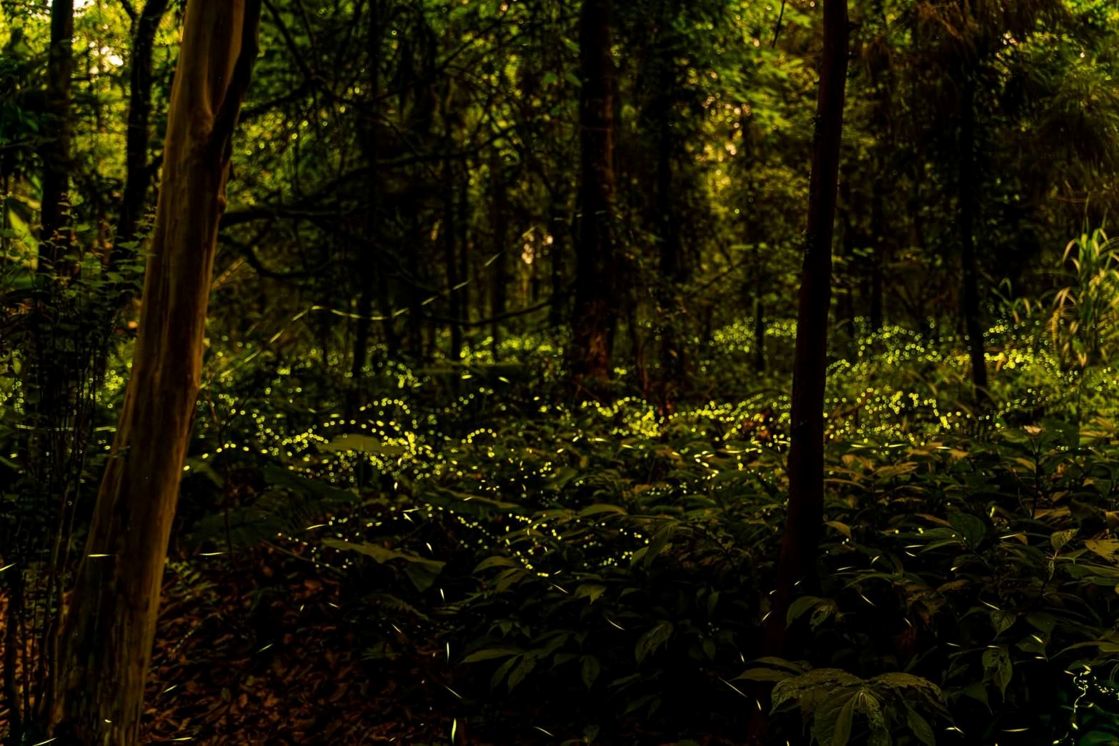 坪林親水吊橋周邊賞螢步道2