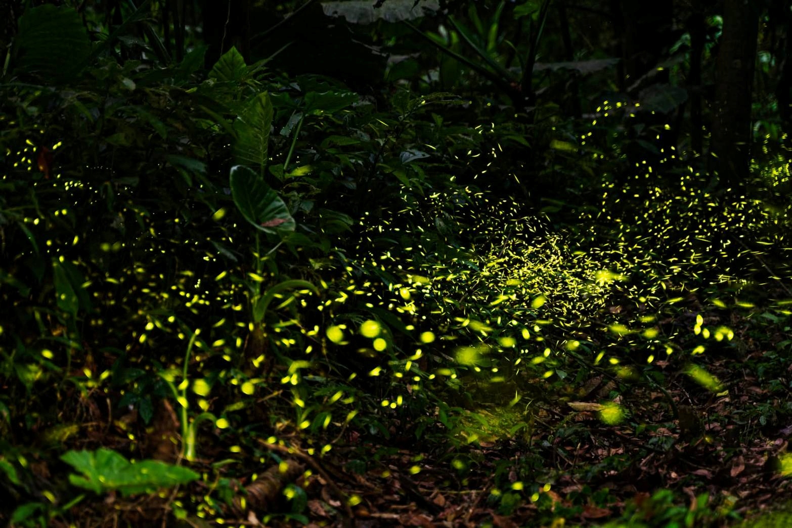 坪林親水吊橋周邊賞螢步道3