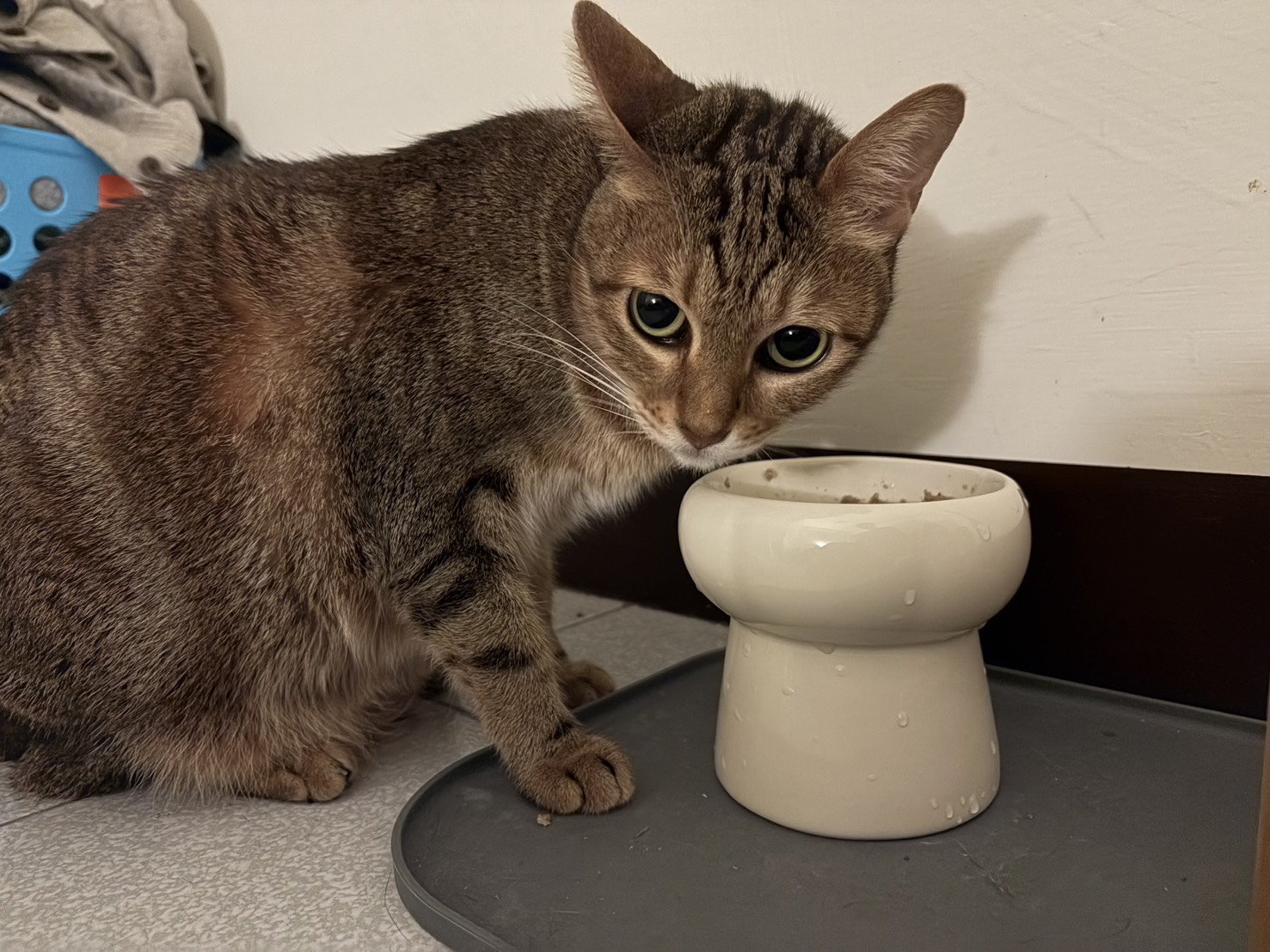  毛寶貝吃得意猶未盡