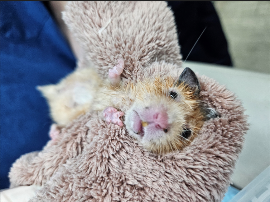  拾獲時茉莉兒上有多處結痂痕跡