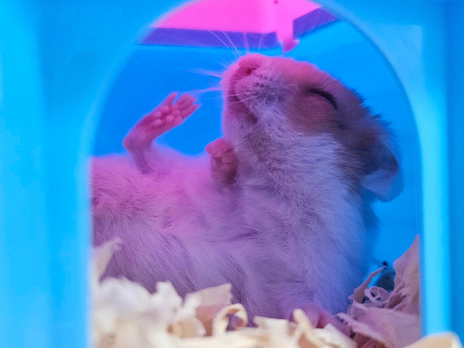 倉鼠為夜行性動物，白天大部分時間在睡覺