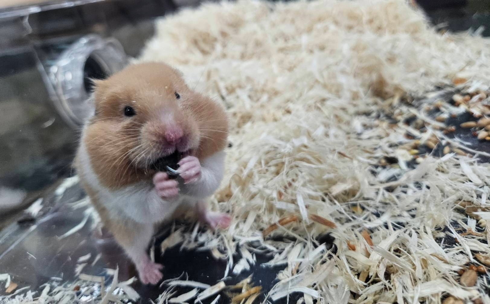 倉鼠應一鼠一籠單獨飼養並給足夠大的活動空間