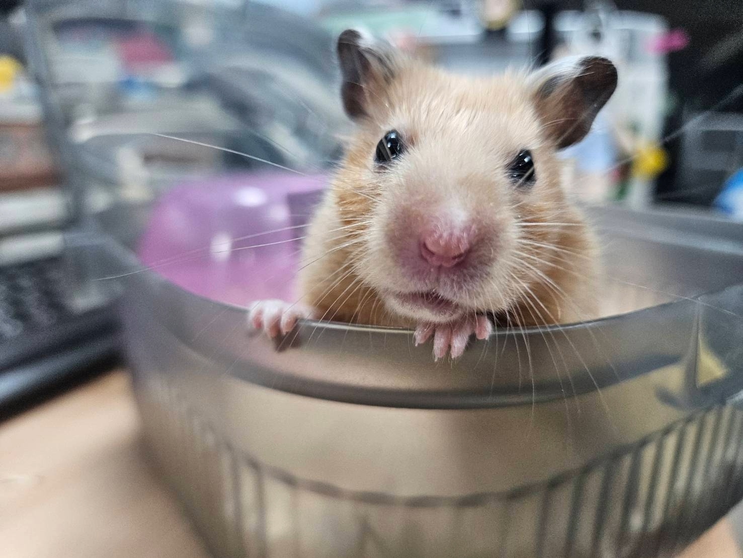 救援後狀況良好的黃金鼠