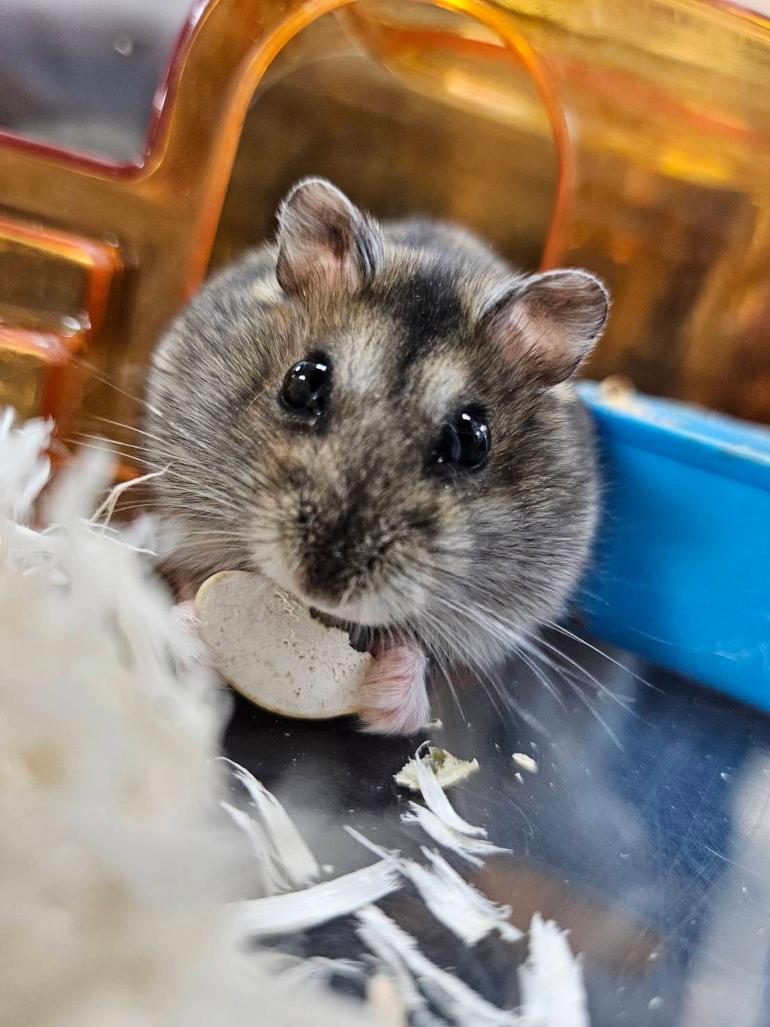 提供倉鼠多樣化飲食以專業的合成飼料為基礎，搭配少量蔬菜、水果、堅果