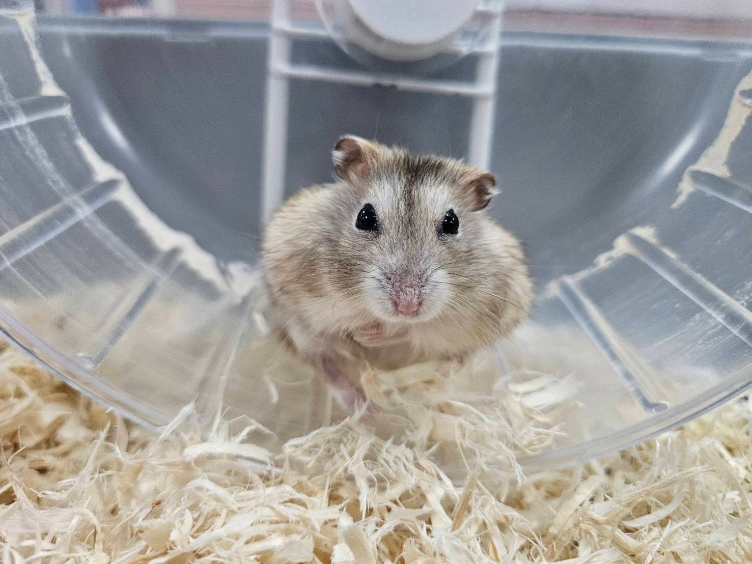  滾輪是倉鼠唯一的替代運動方式