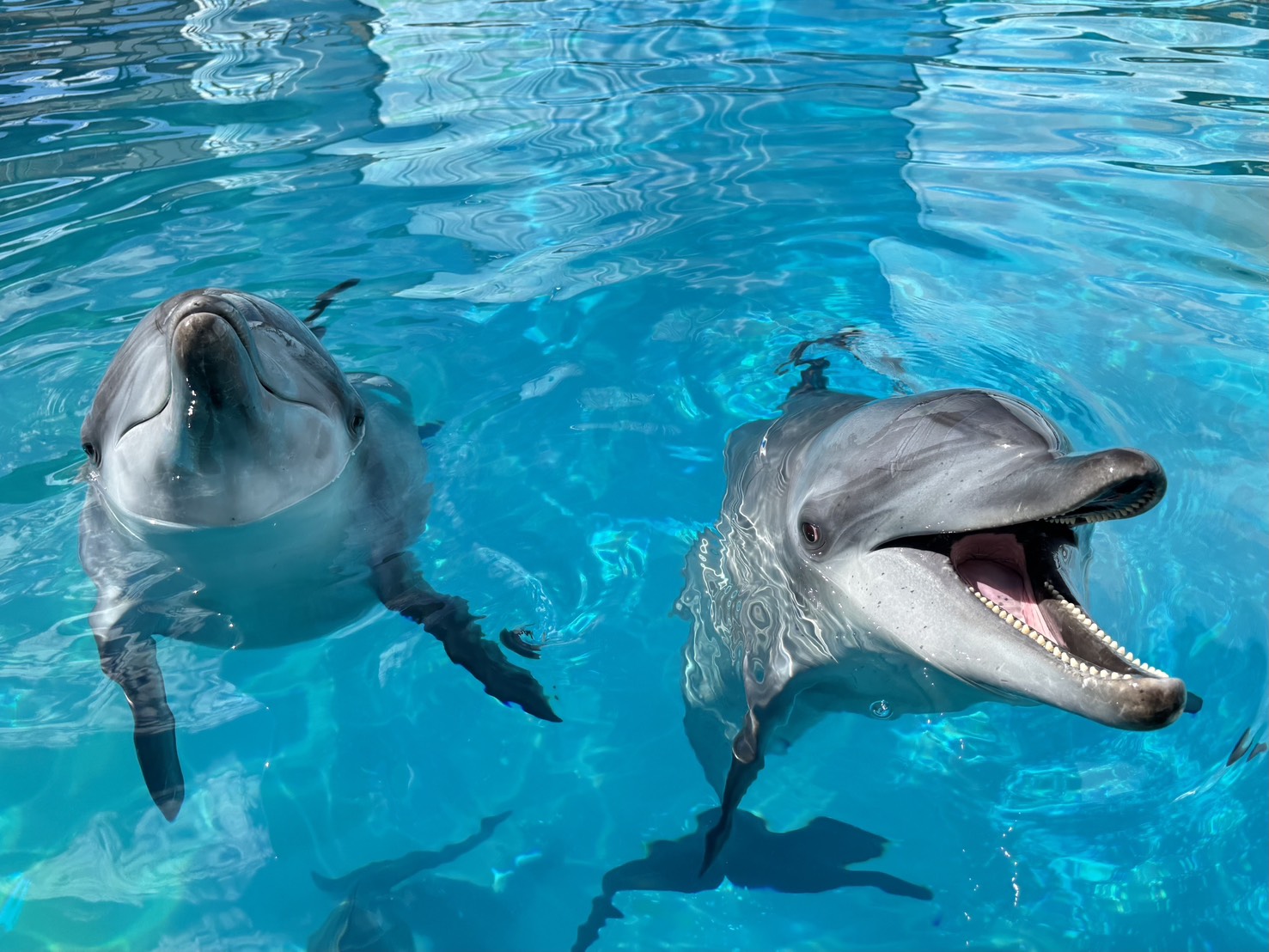 野柳海洋世界展演瓶鼻海豚