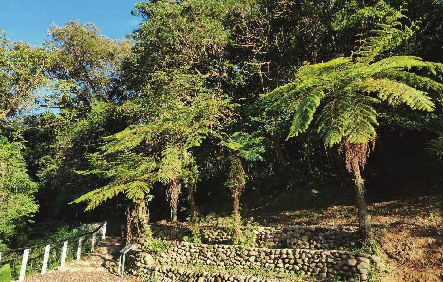 入口廣場-砌石優化沖蝕邊坡、保全珍貴筆筒樹