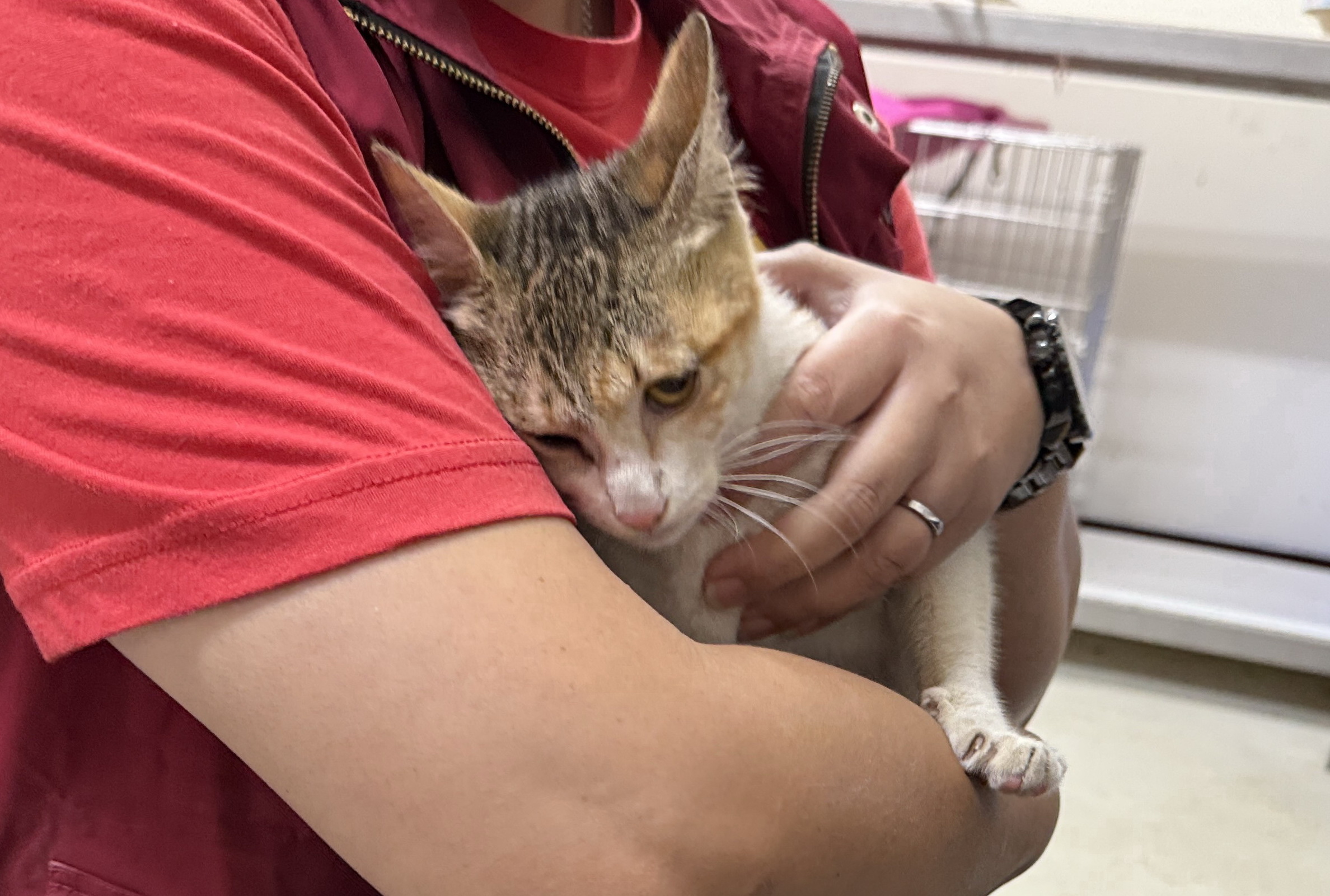  小三花貓恢復健康後已可摸摸抱抱