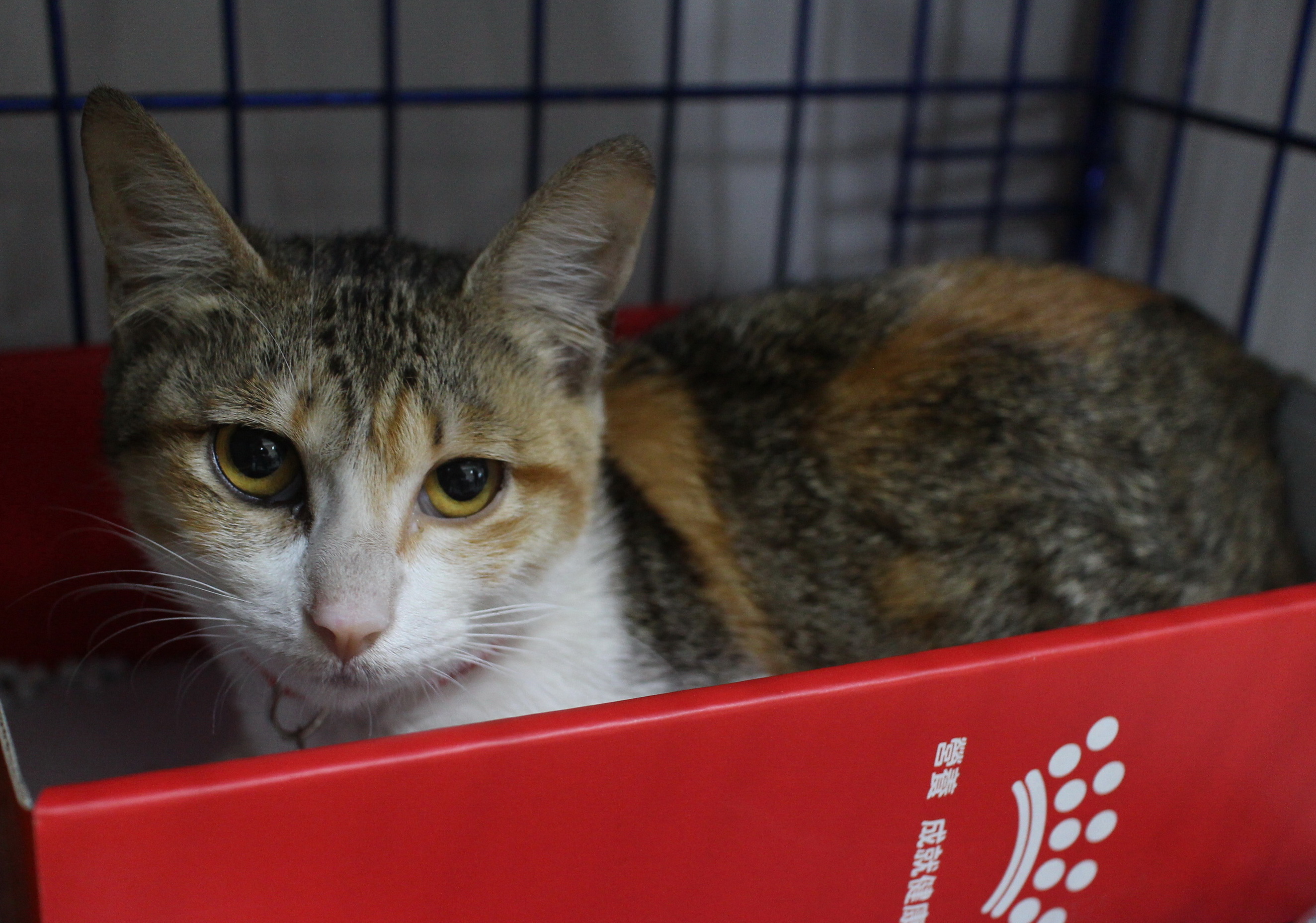  小三花貓悠閒的在籠內等待新家中