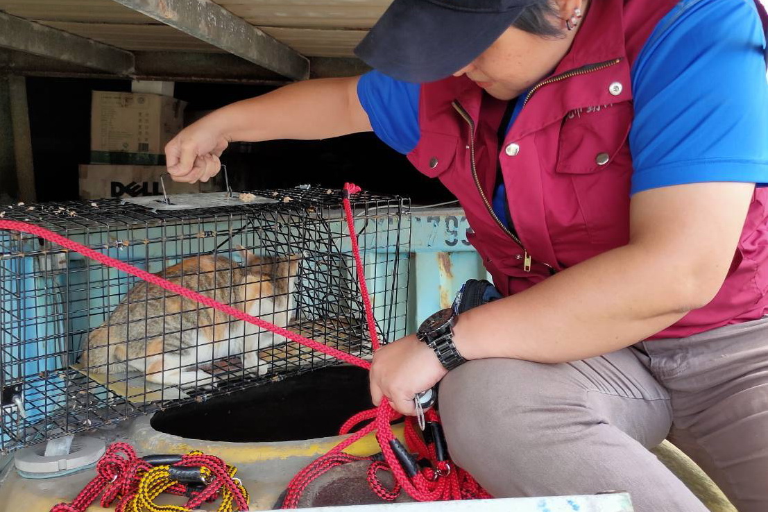  受困小三花貓從大水桶中安全脫困