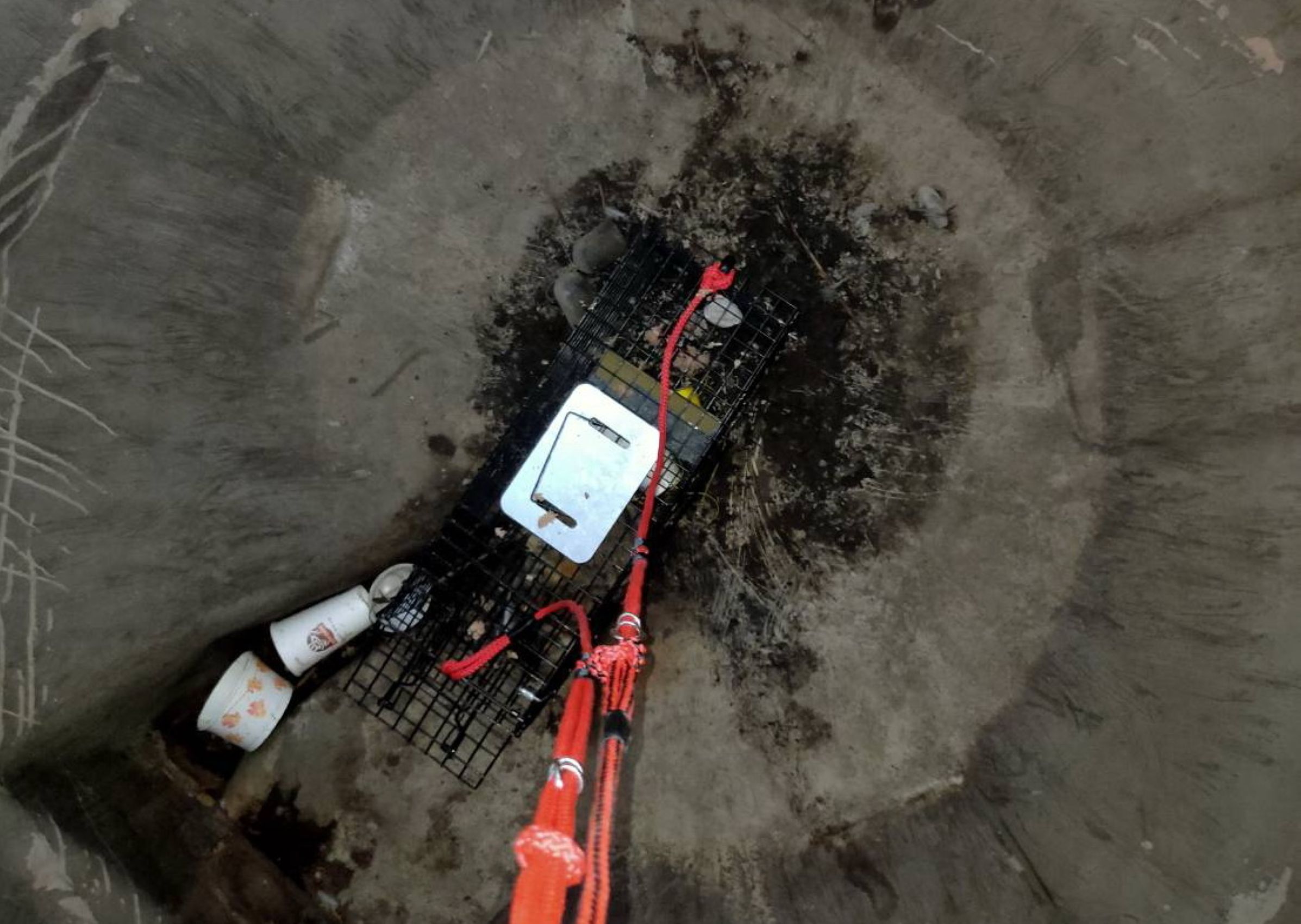  救援人員用繩索吊掛誘捕籠進行救援作業