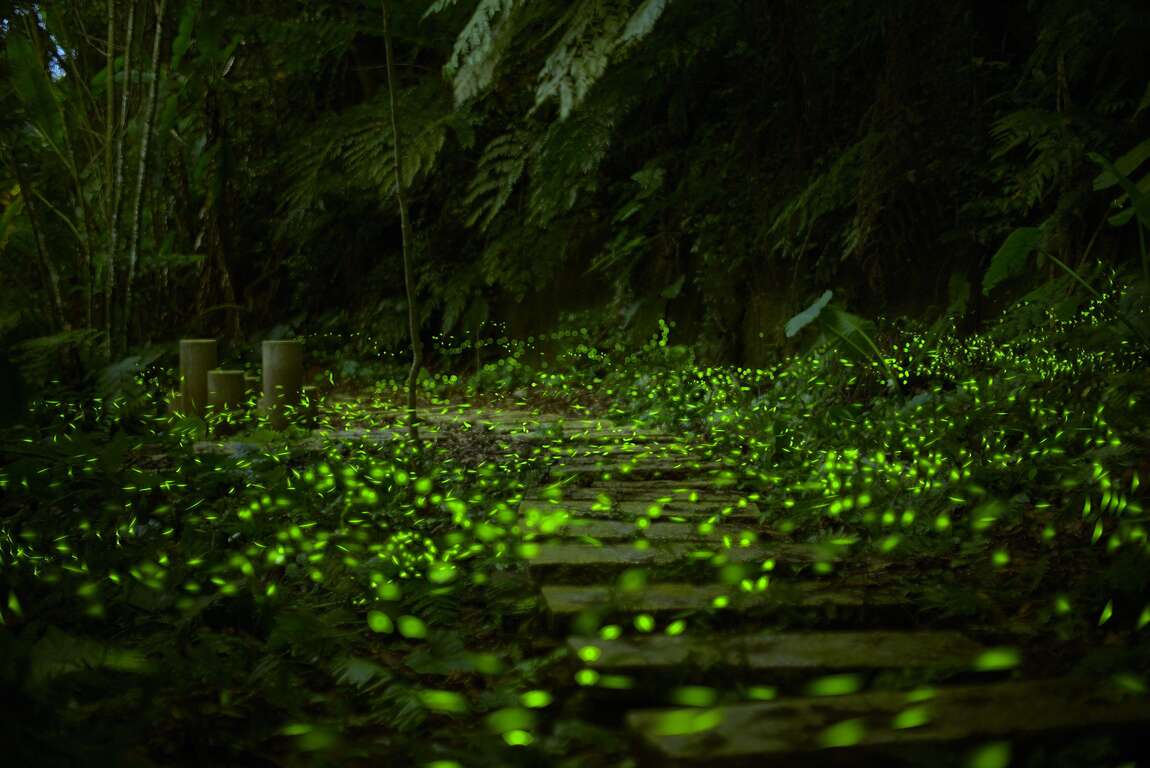步道沿途螢火蟲點點飛舞，宛如星河灑落山林