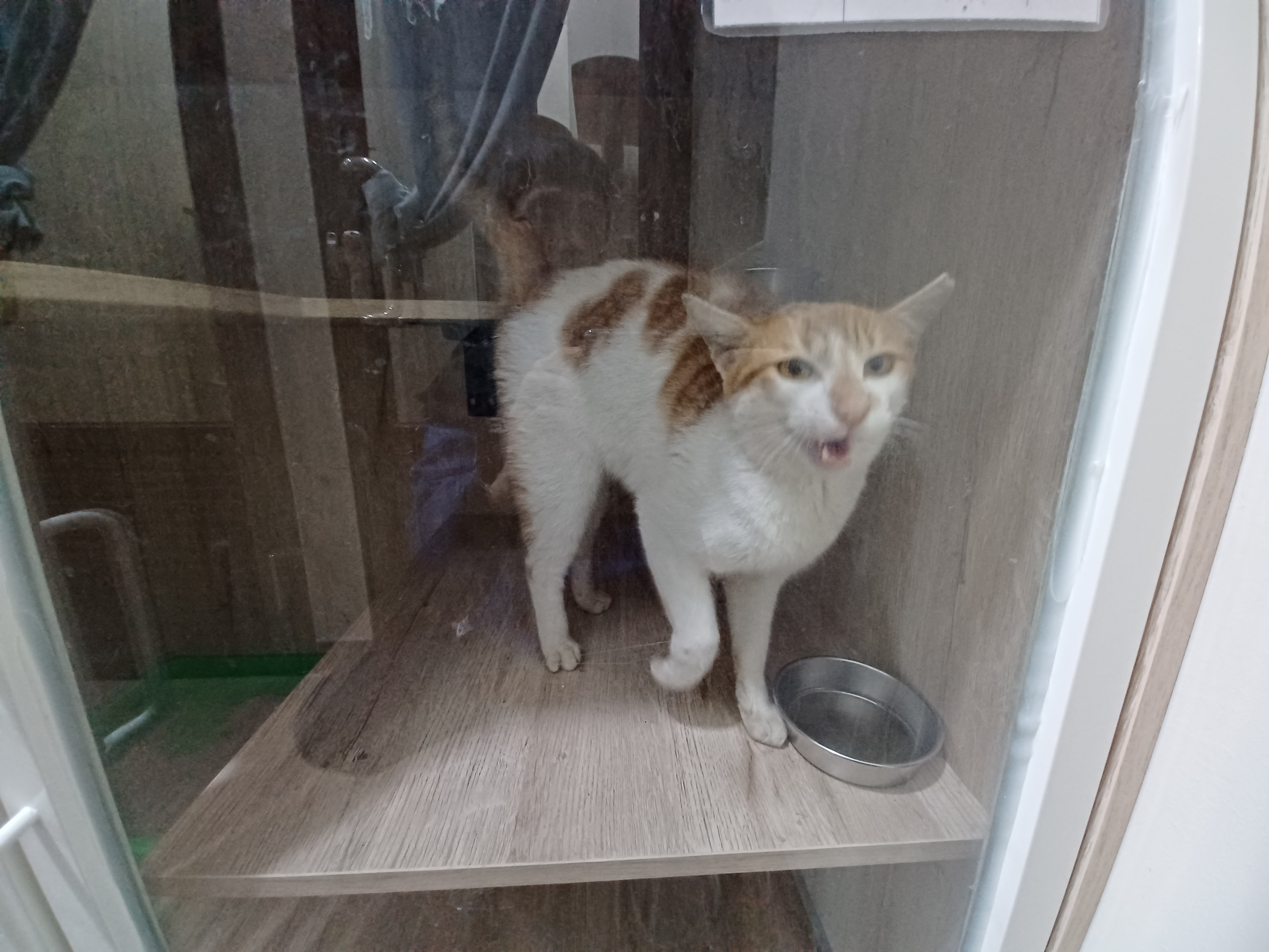 除了犬隻，貓舍內也常有很萌的貓隻可供認領養