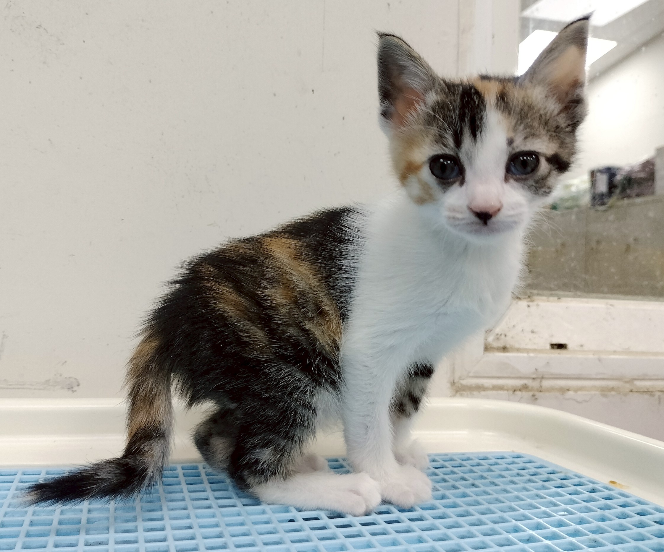 「花仙子」已經逐漸長大，學會自己吃飯了