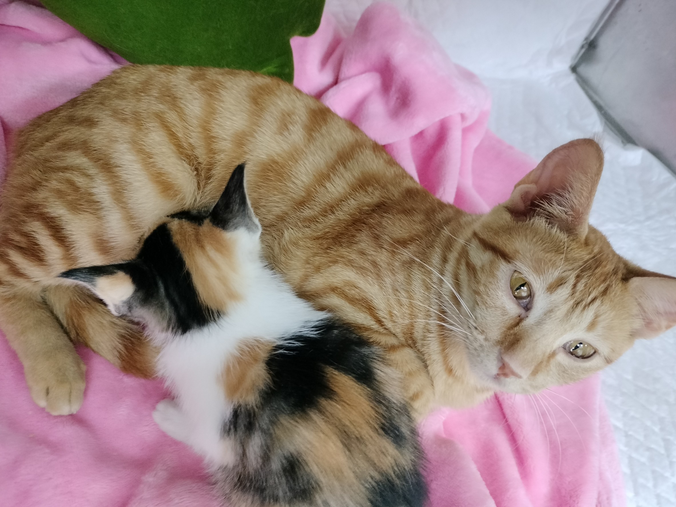 「花仙子」正在埋頭滿足的喝奶中