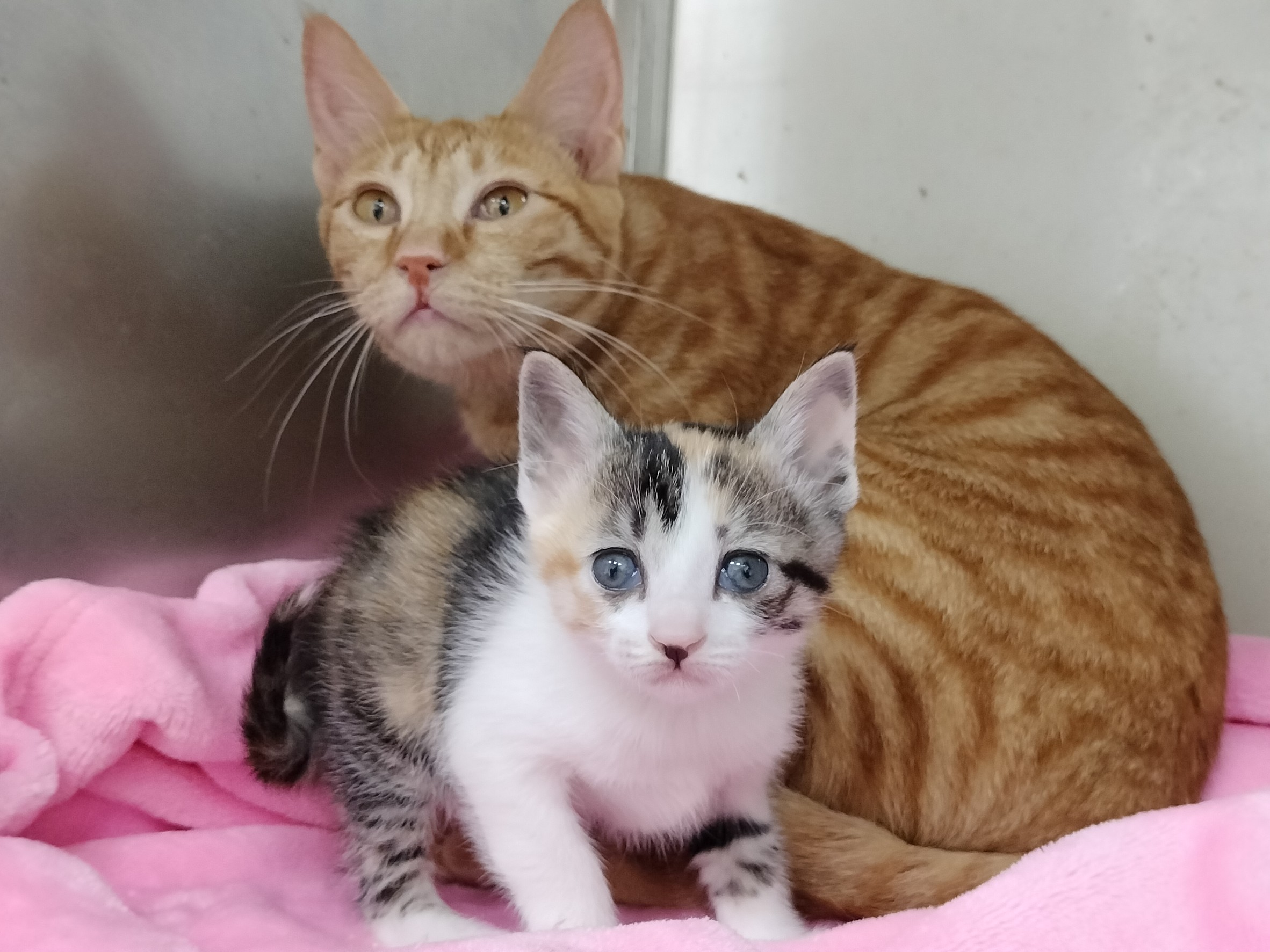 「花媽」及「花仙子」可愛的萌樣