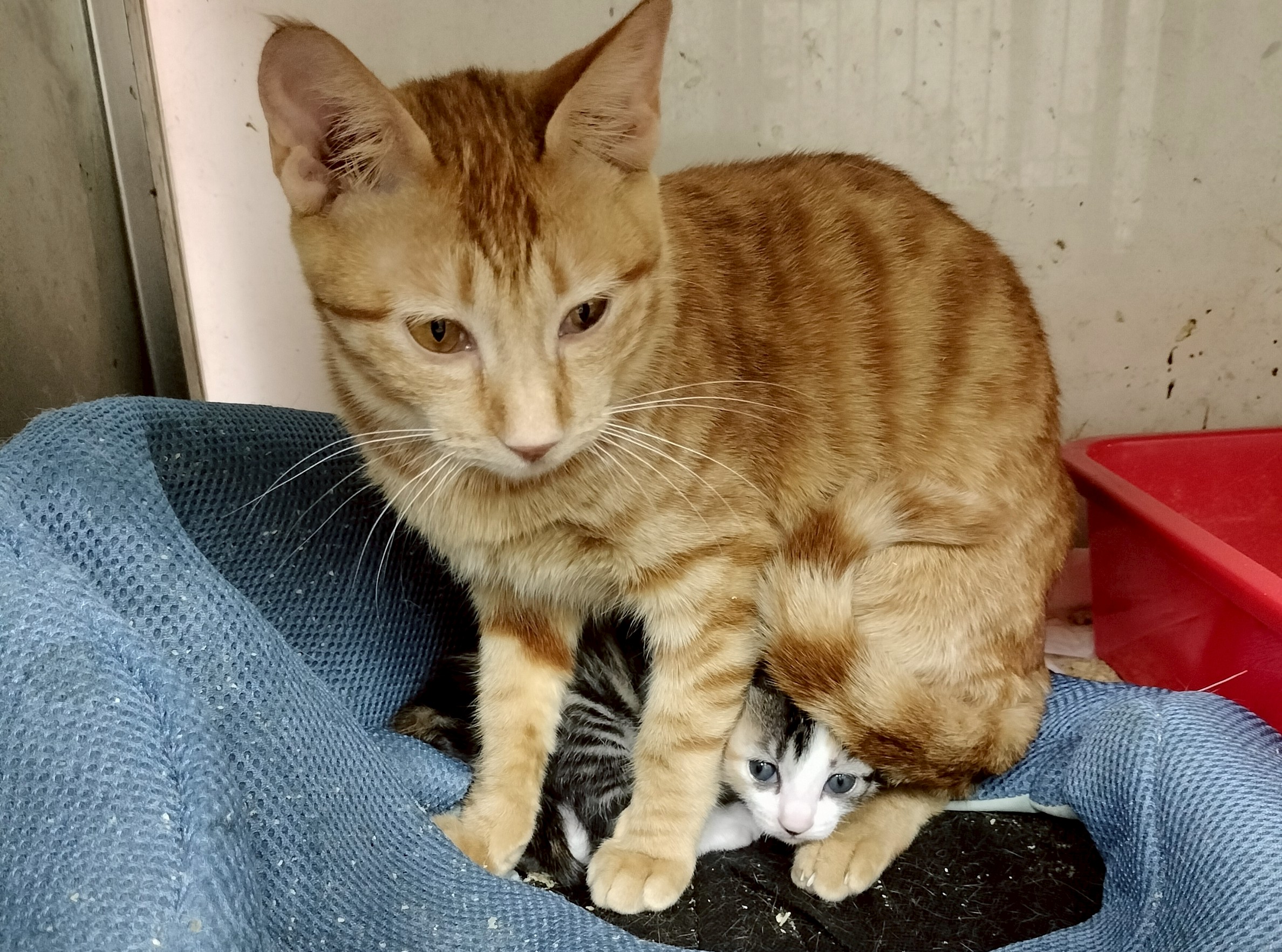  母女倆相偎相依，動保處接力創造母愛奇蹟