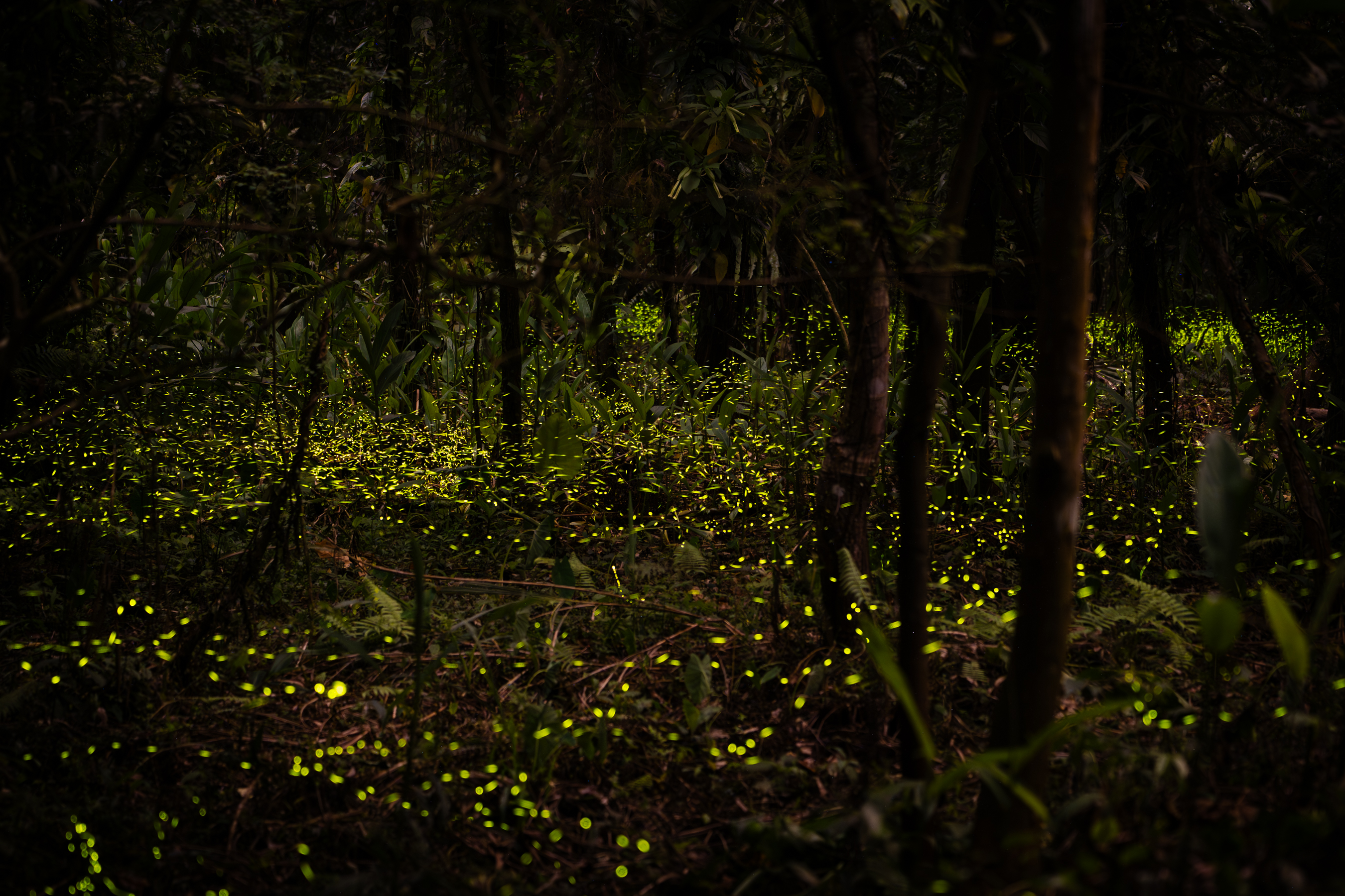 坪林親水吊橋周邊小徑螢光閃閃