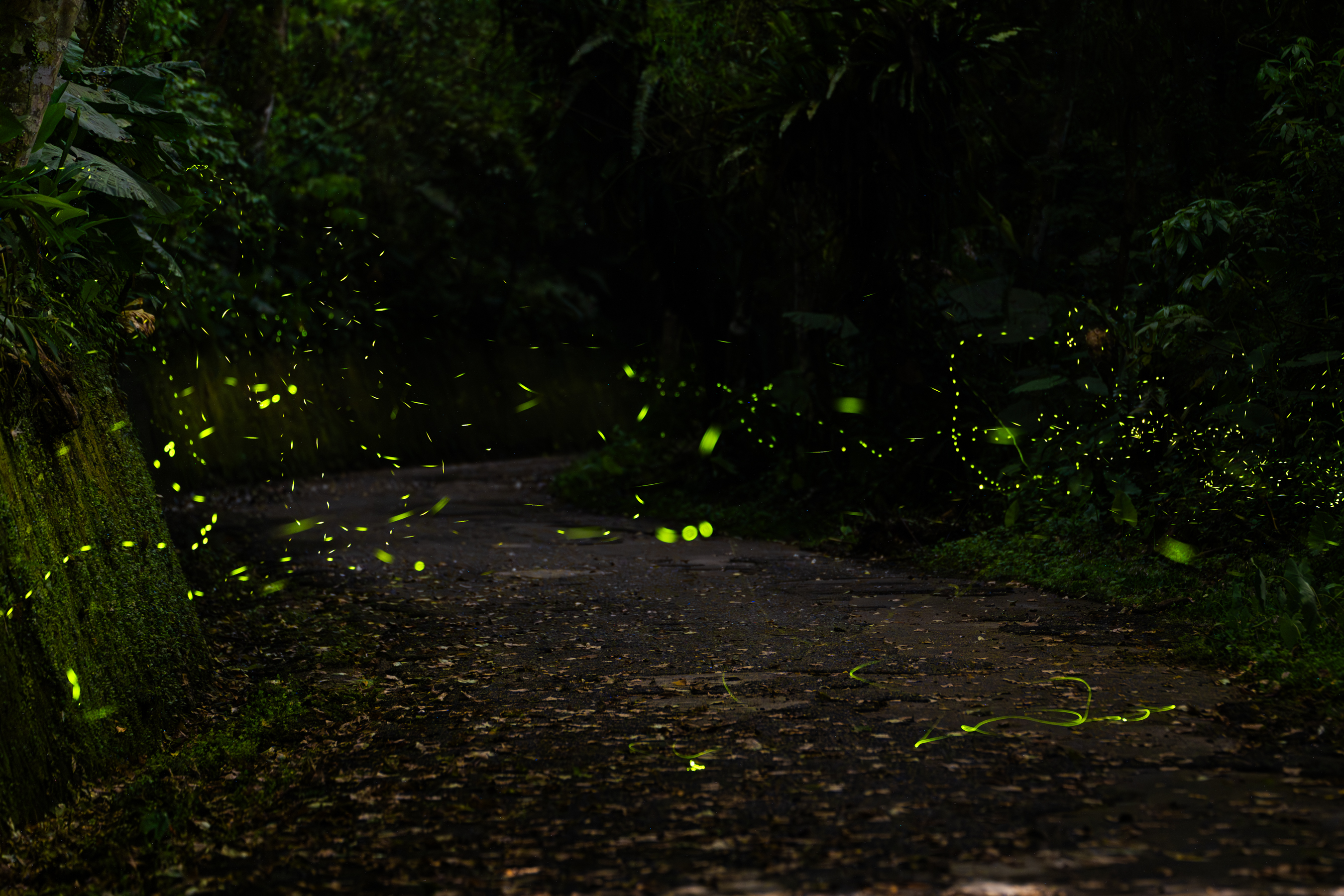 坪林親水吊橋周邊賞螢小徑上螢光飛舞