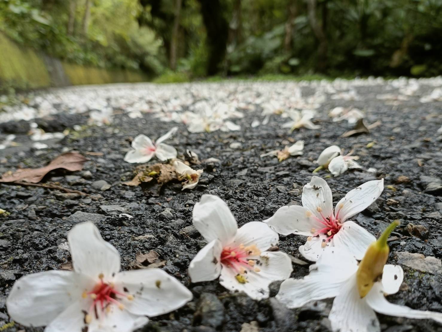 坪林親水吊橋周邊賞螢小徑白天可賞油桐