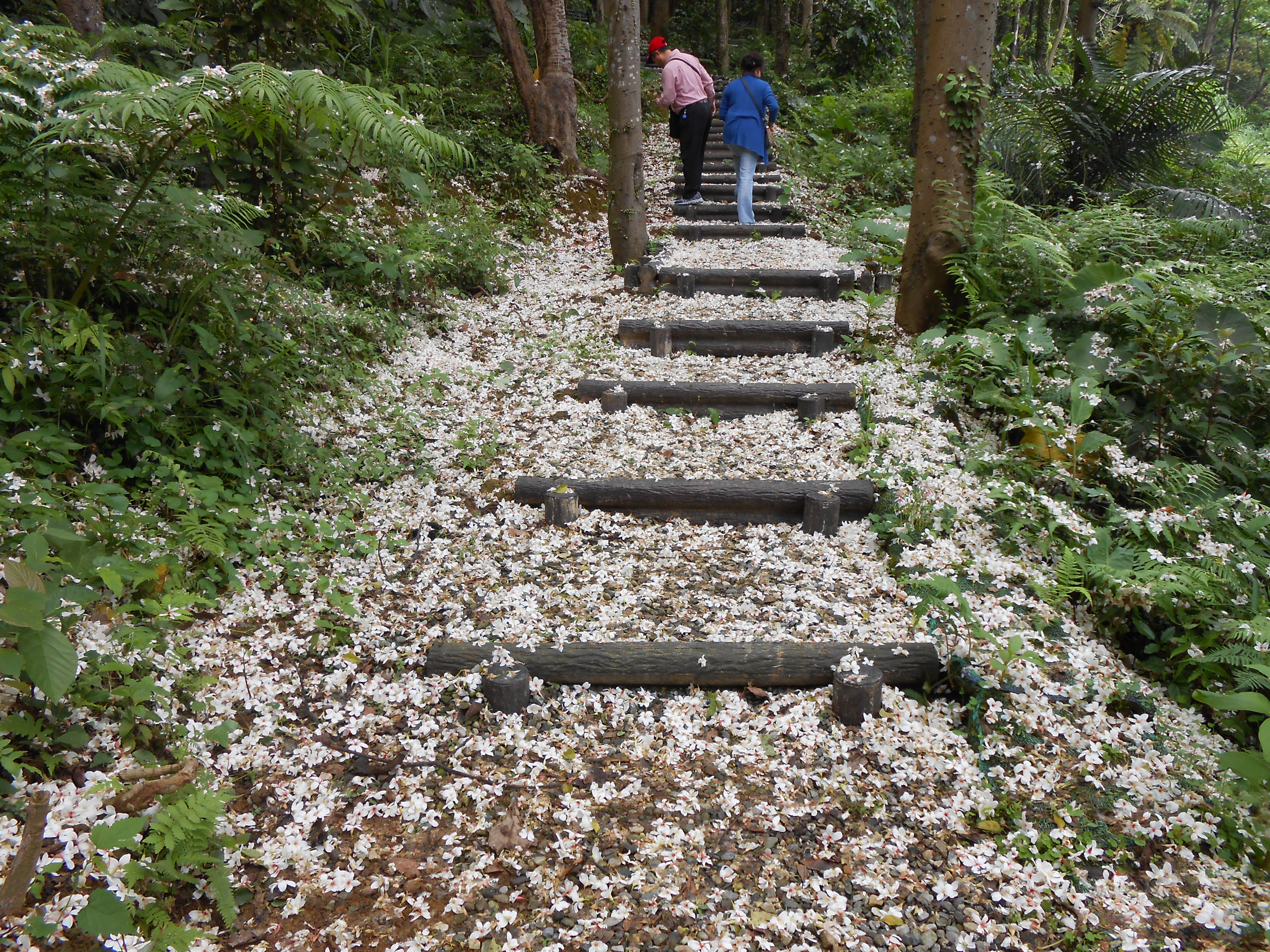 大坑溪上游的賞桐步道，是三芝桐花最密集的區域，平緩幽靜的步道是民眾拍照、散步的好去處
