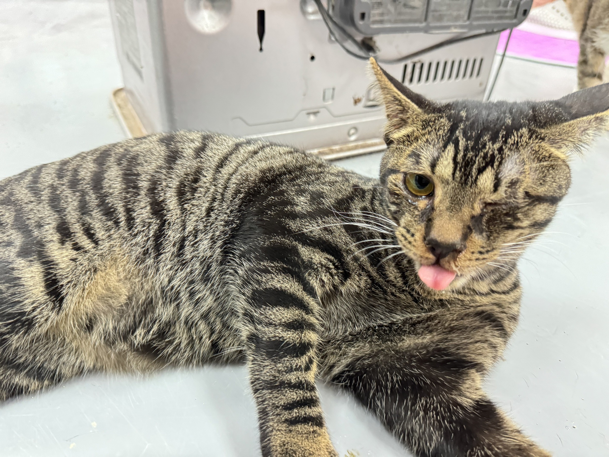 「小巴」重病後重獲新生」