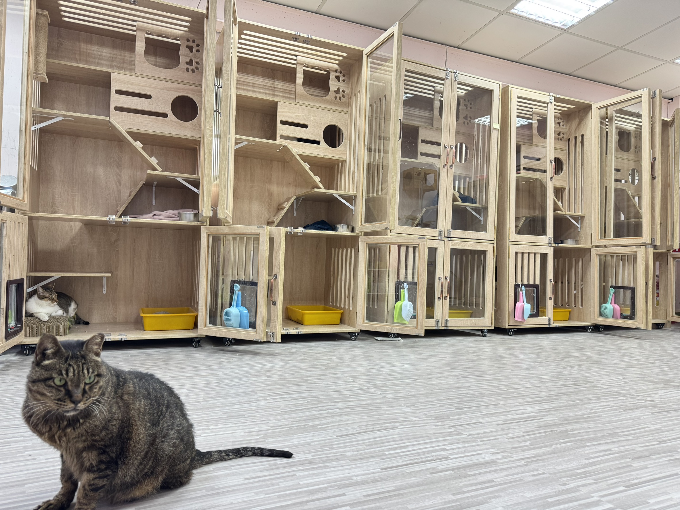 「旺來」在是貓舍裡過得很自在