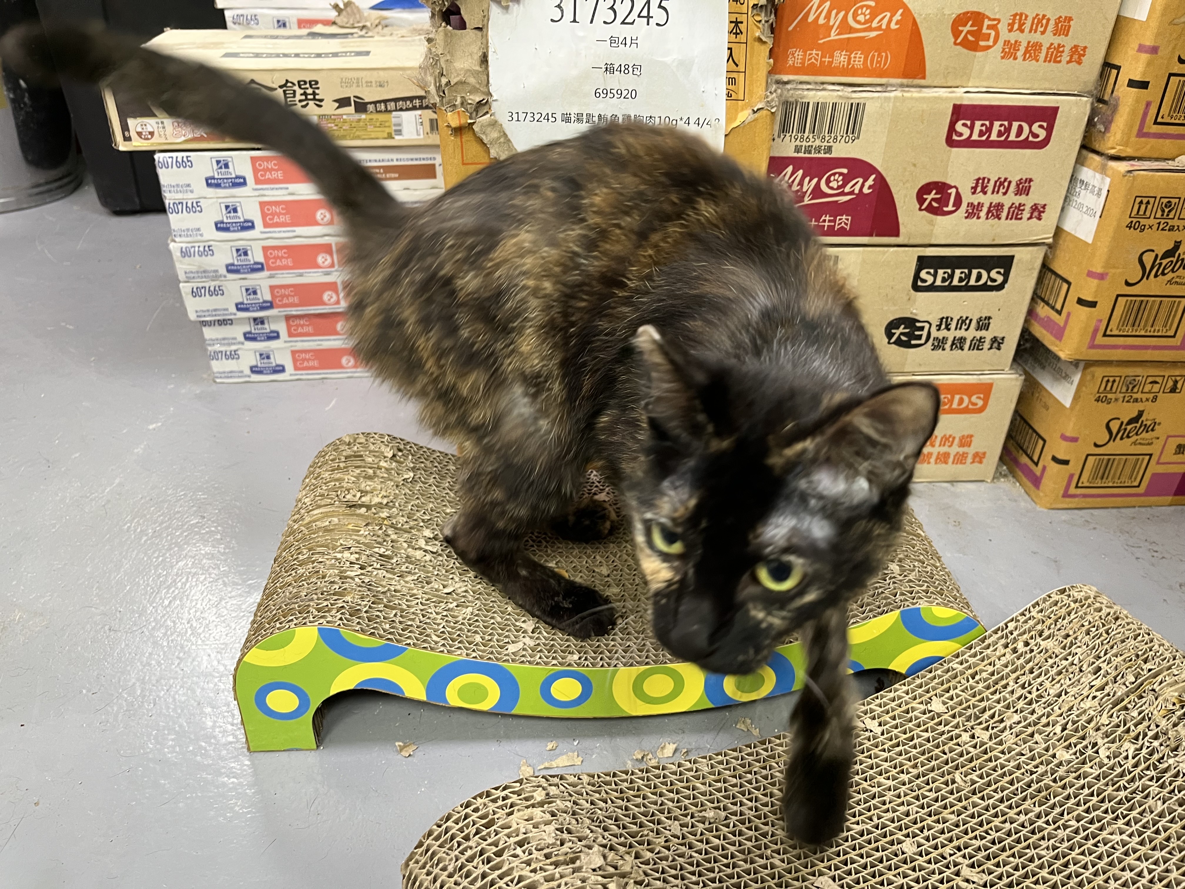 「黛玉」是非常黏人的毛寶貝