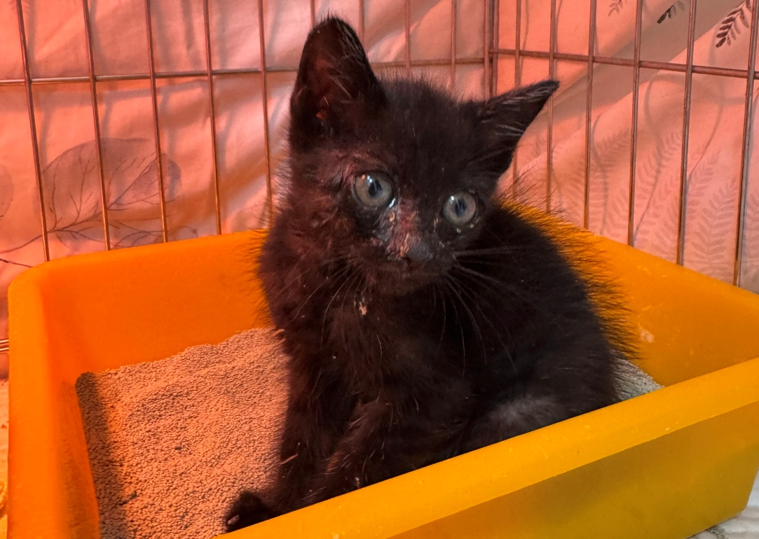  八里「小小黑」歷劫歸來等待幸福