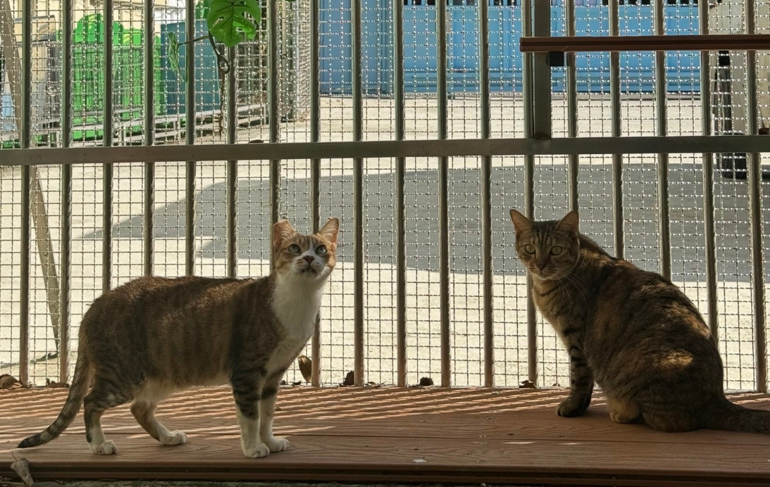 八里動物之家毛寶貝期待與您相遇