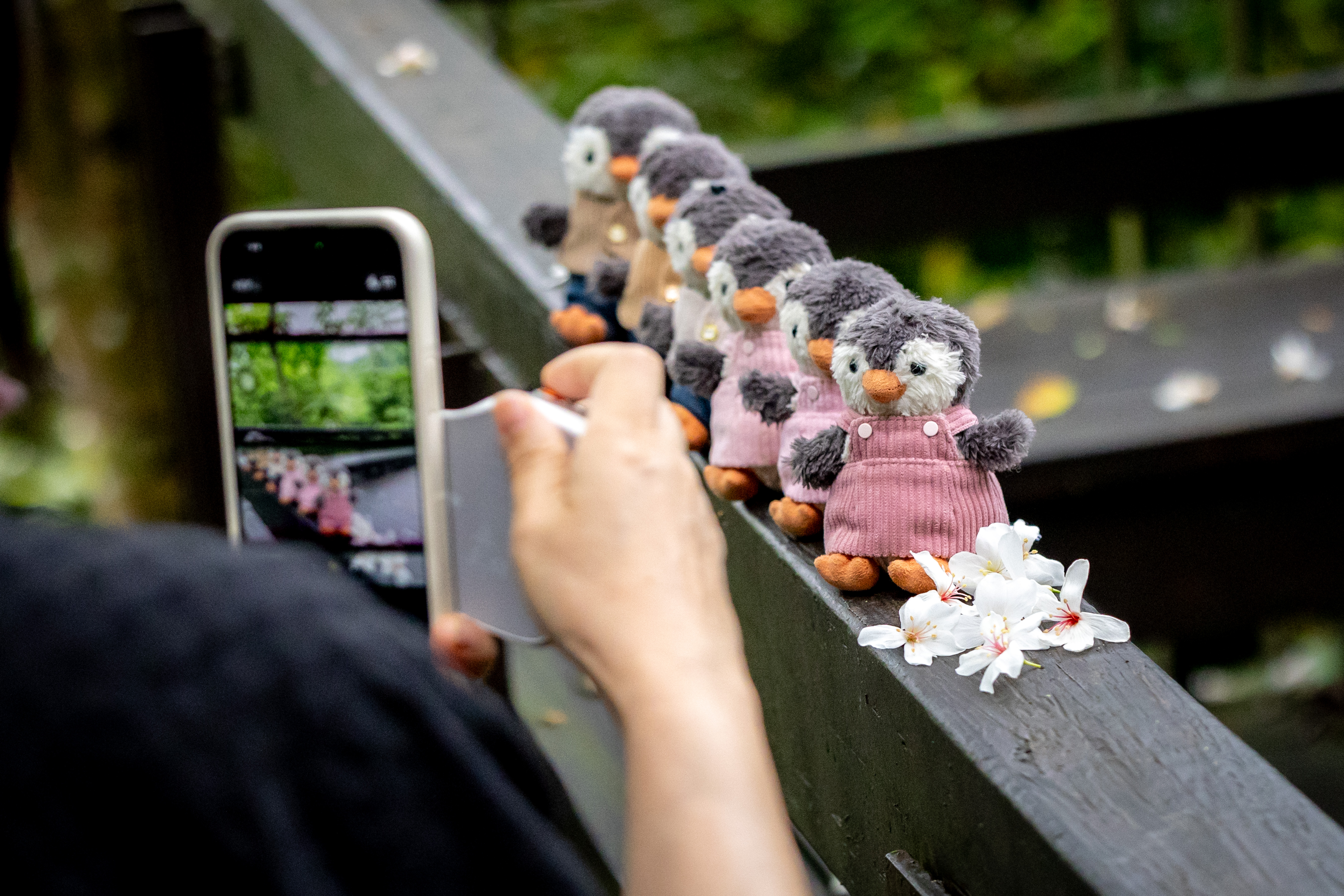 「桐花手機攝影暨金句徵選」，民眾透過「一張照片、一句話」捕捉春日瞬間