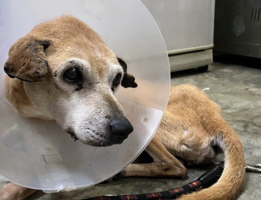 老黃狗手術後等待傷口復原中