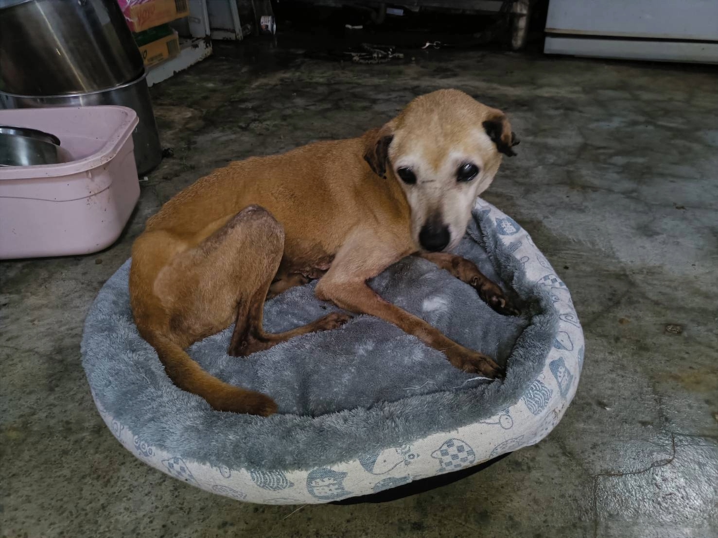  老黃狗悠閒的在窩內等待新家中