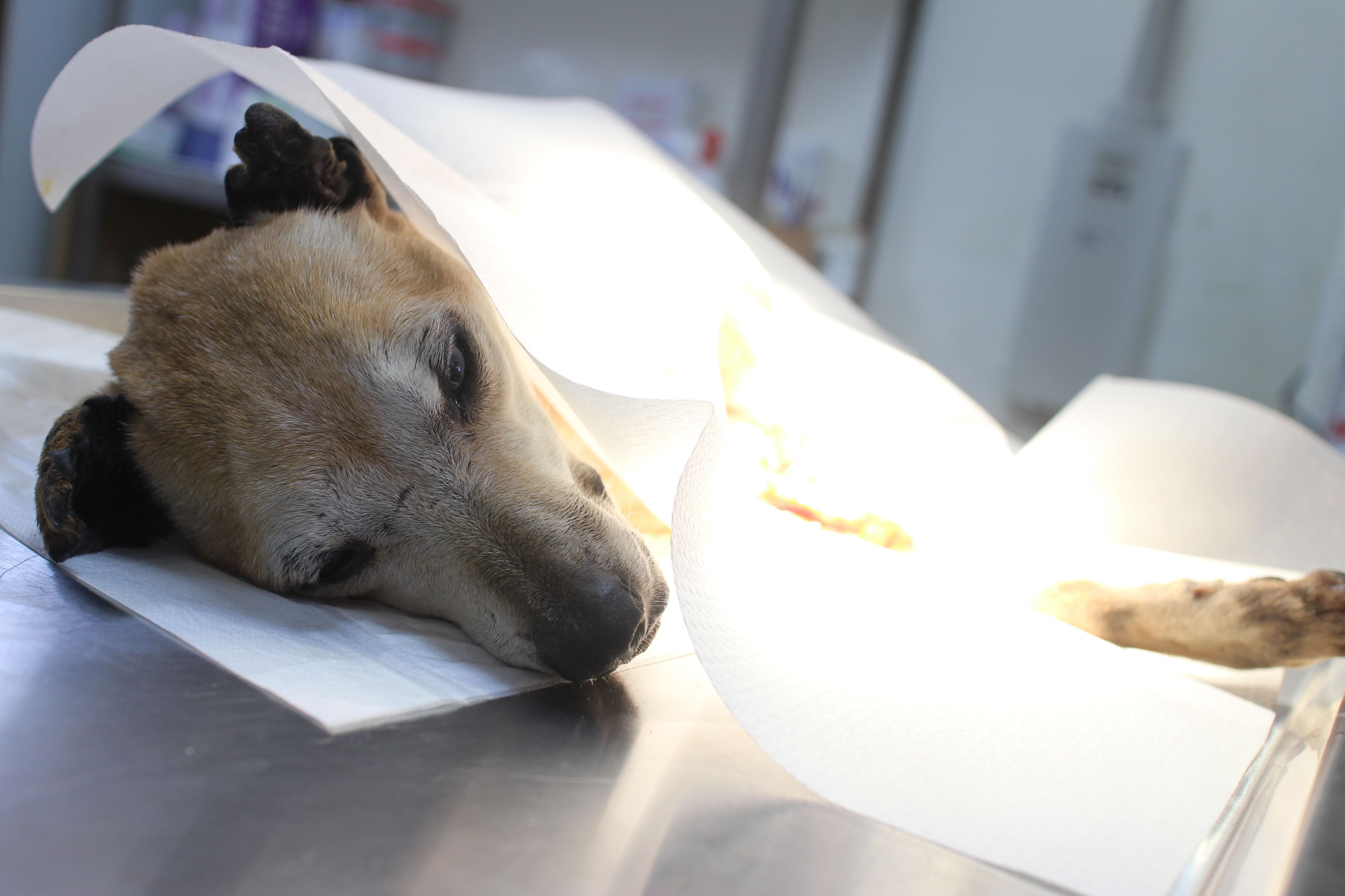  老黃狗麻醉後準備手術縫合傷口