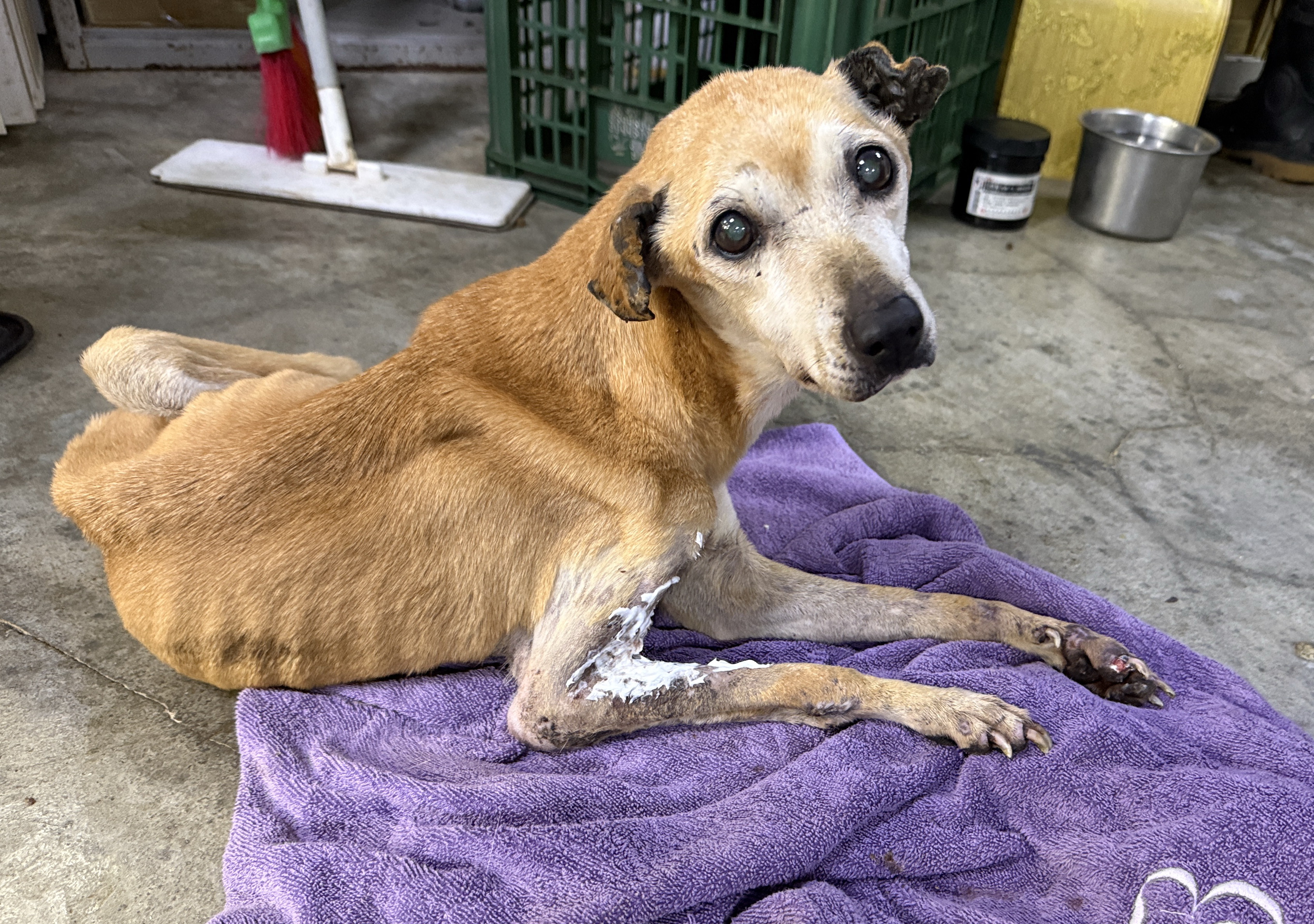 老黃狗傷口擦藥後在地毯上休息