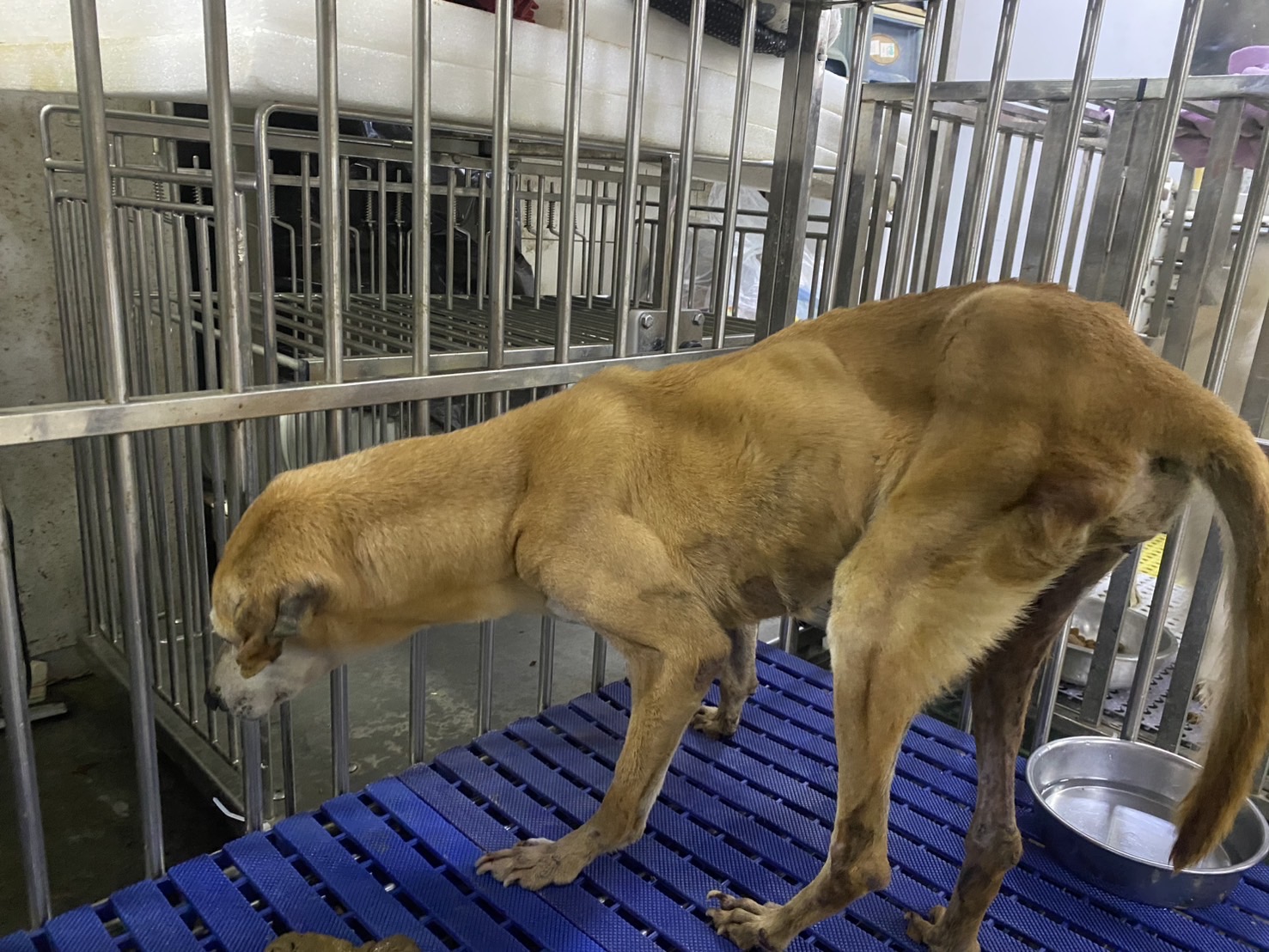  老黃狗經過治療照護後已恢復站立能力