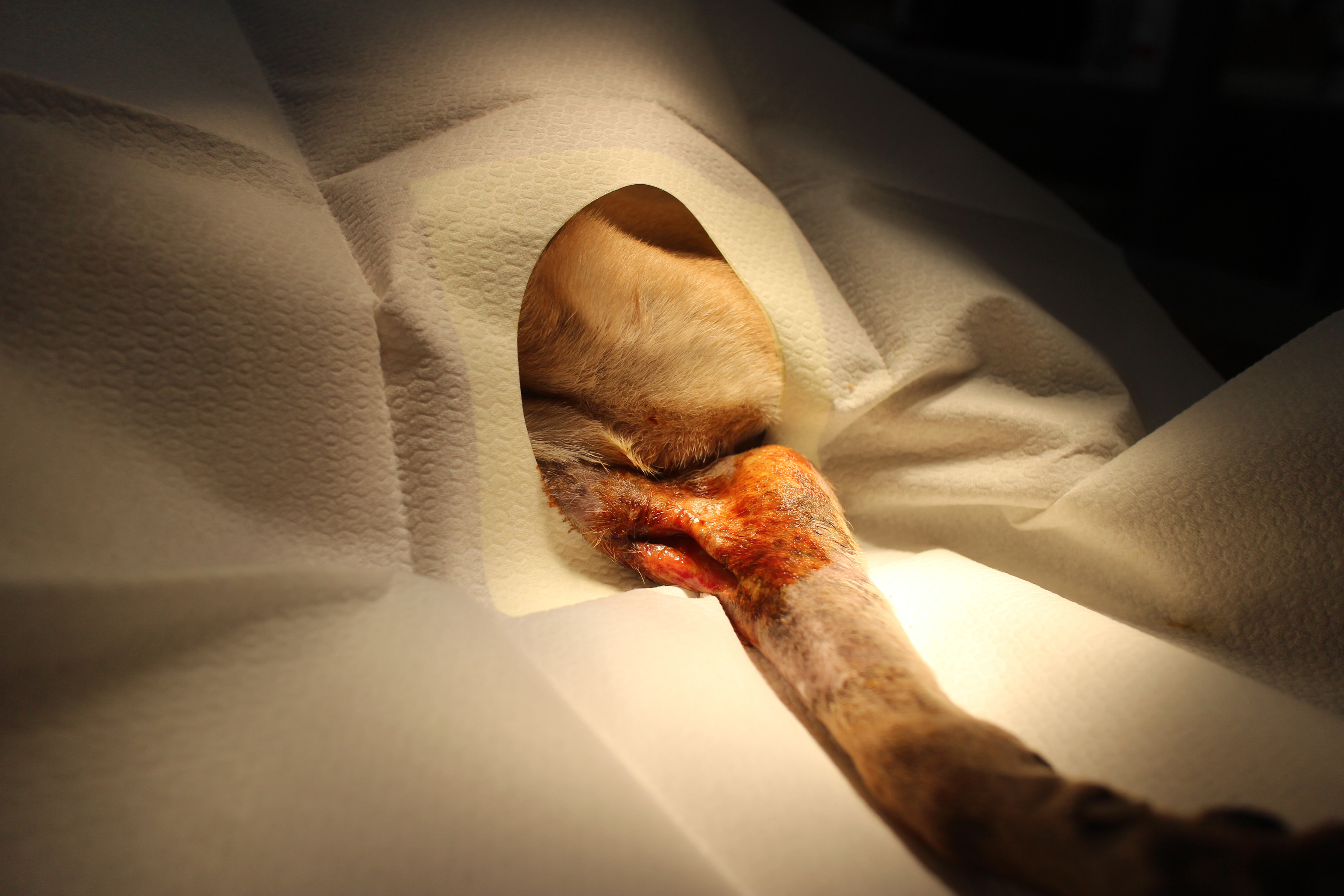  傷口位在手肘關節內側的敏感部位