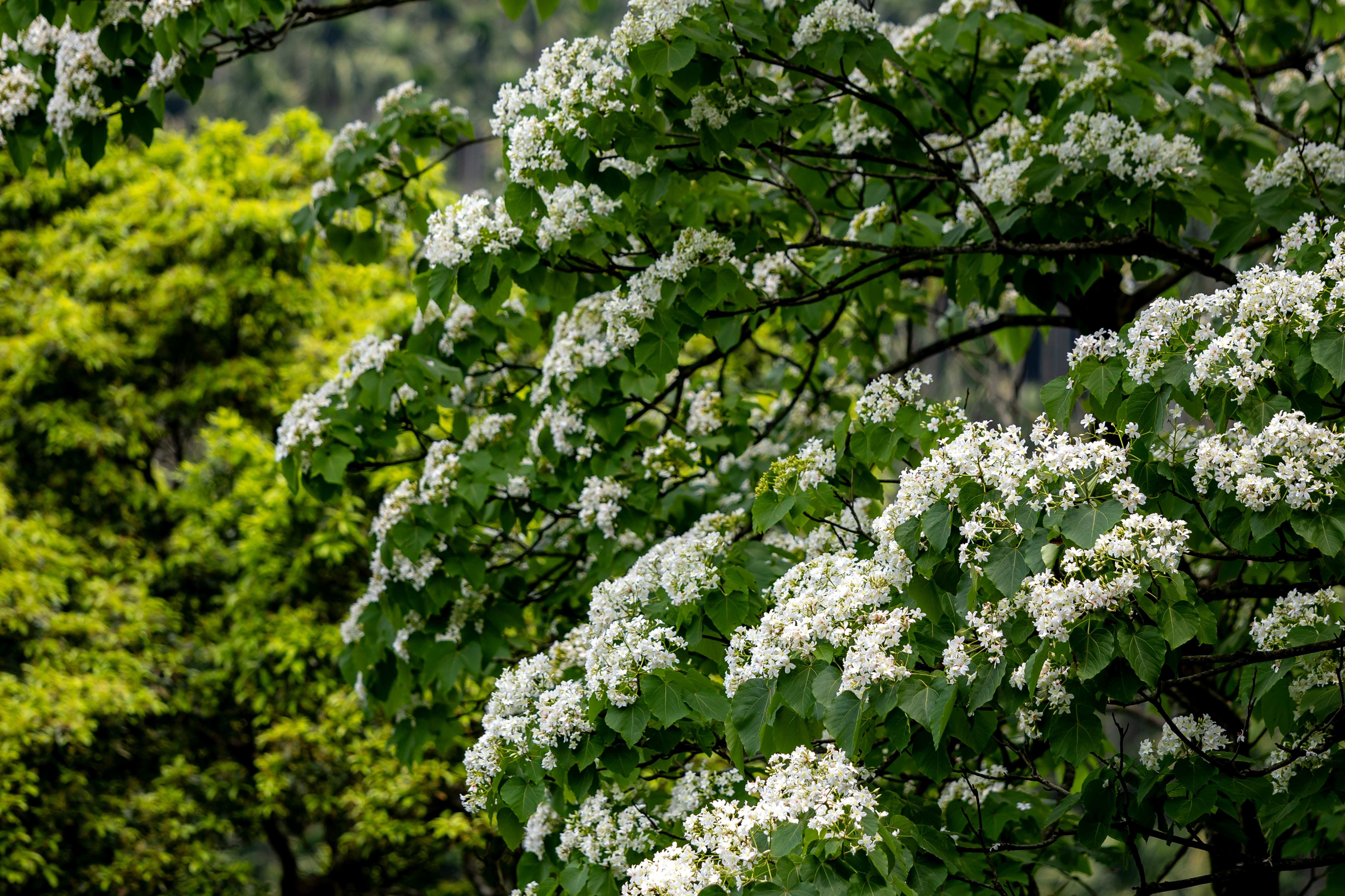 土城區桐花公園雪白油桐花已綻放，邀請民眾走進山林，享受這份季節限定的雪白浪漫(圖為新北市客家局提供)