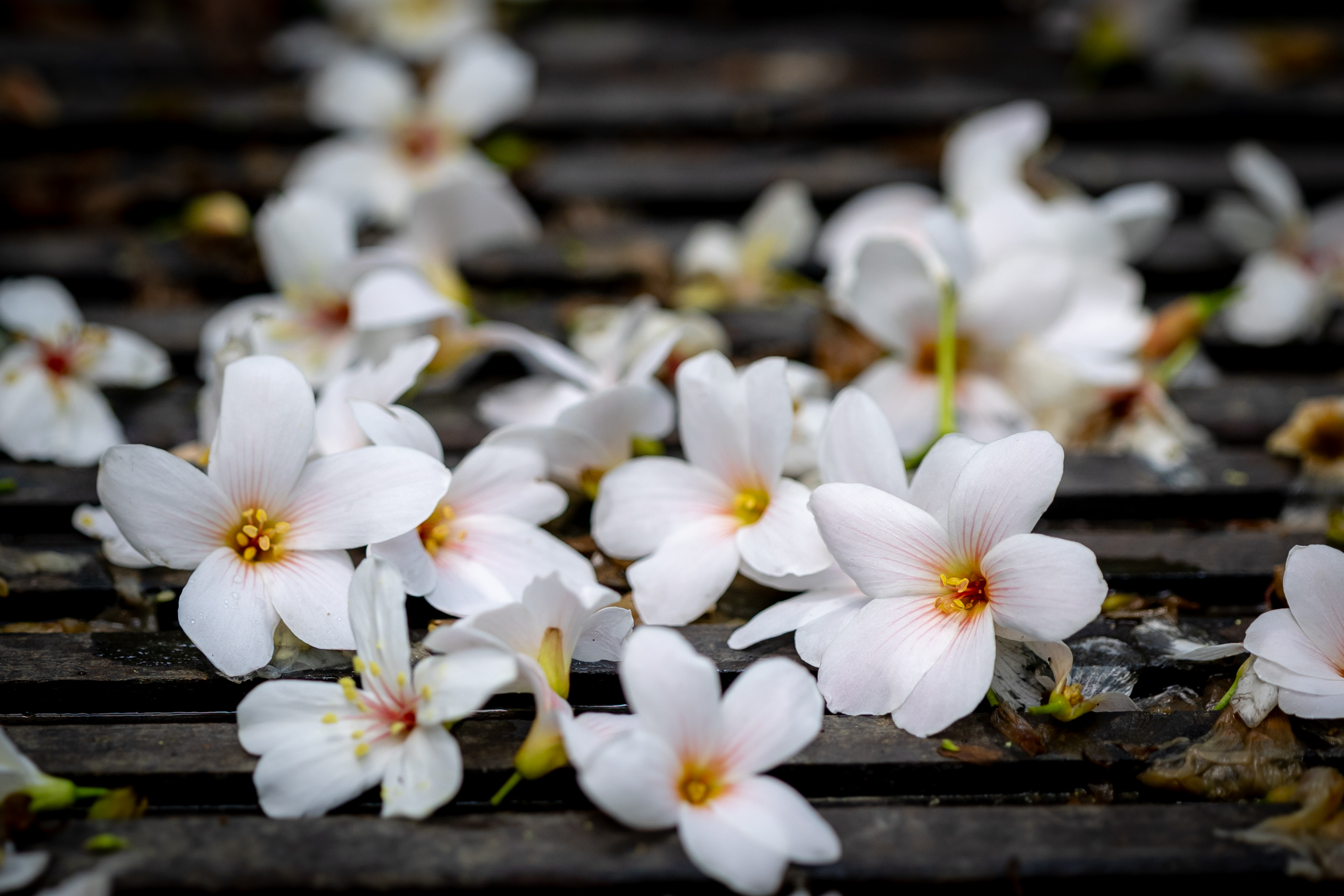 桐花隨風飄落，點綴在石階與泥土之間，為健行過程增添幾分詩意與驚喜(圖為新北市客家局提供)