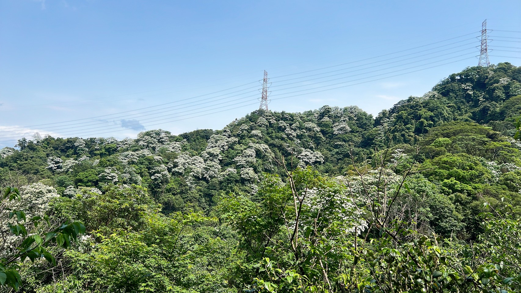 登上太極嶺可欣賞山間綻放於樹梢的雪白油桐花，令人心曠神怡