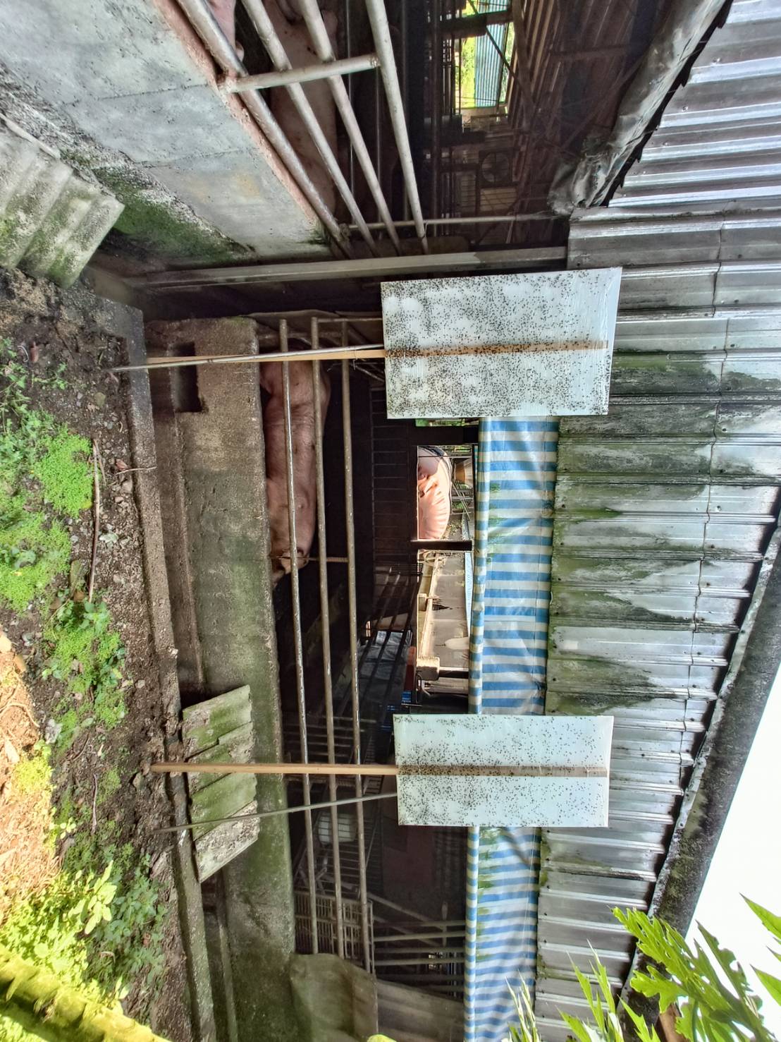 自製捕繩板及除繩