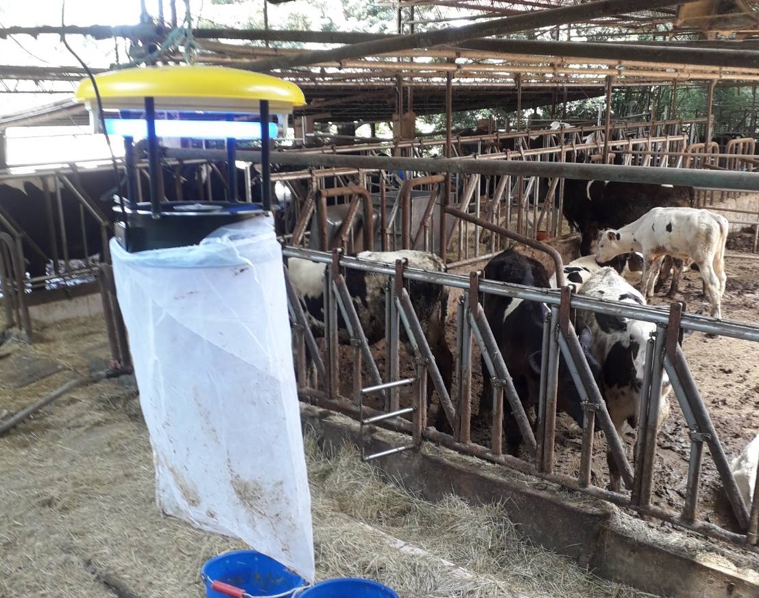 於養牛場架設捕蚊燈減少蚊蟲叮咬